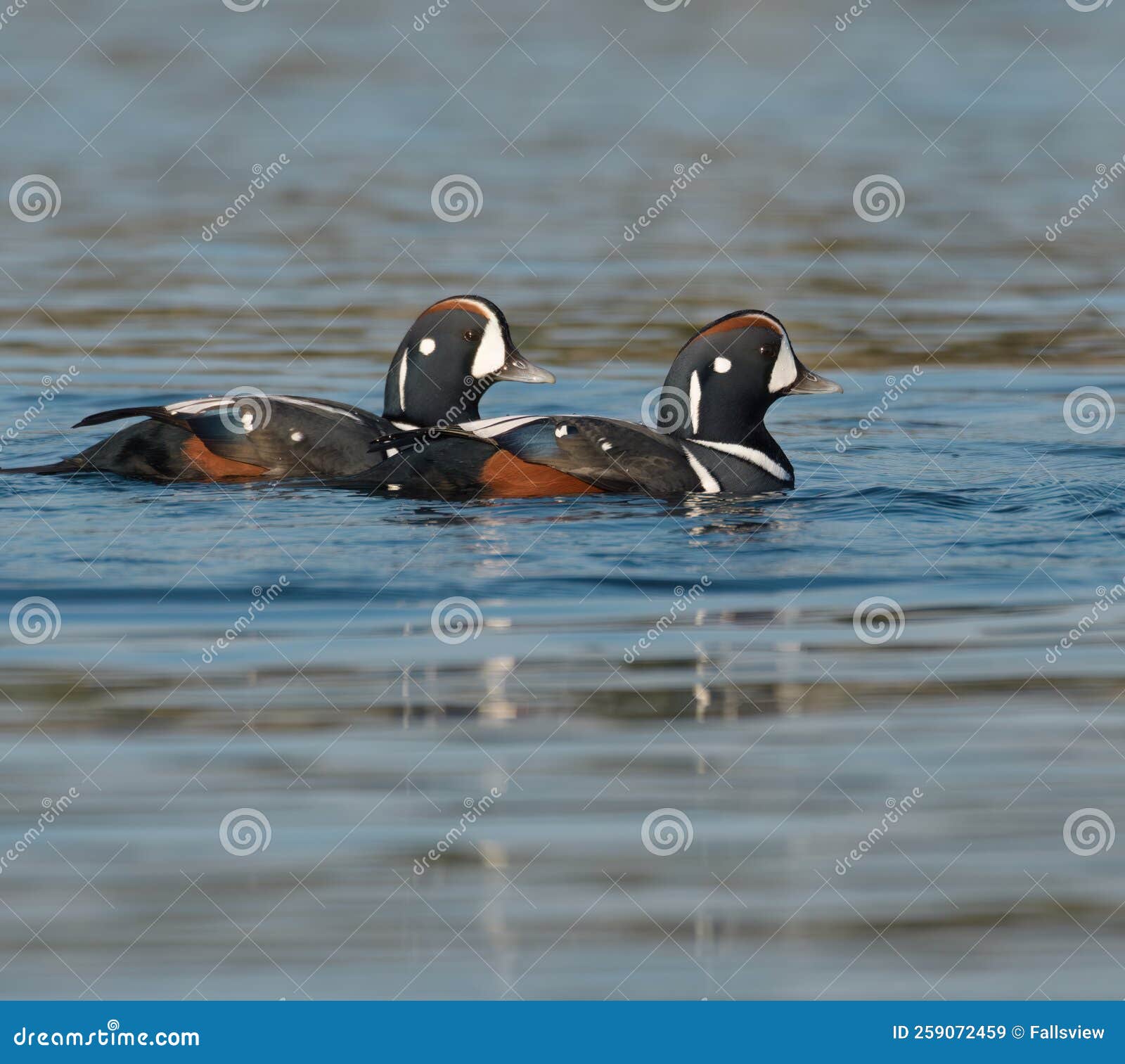 harlequin duck resting at seaside