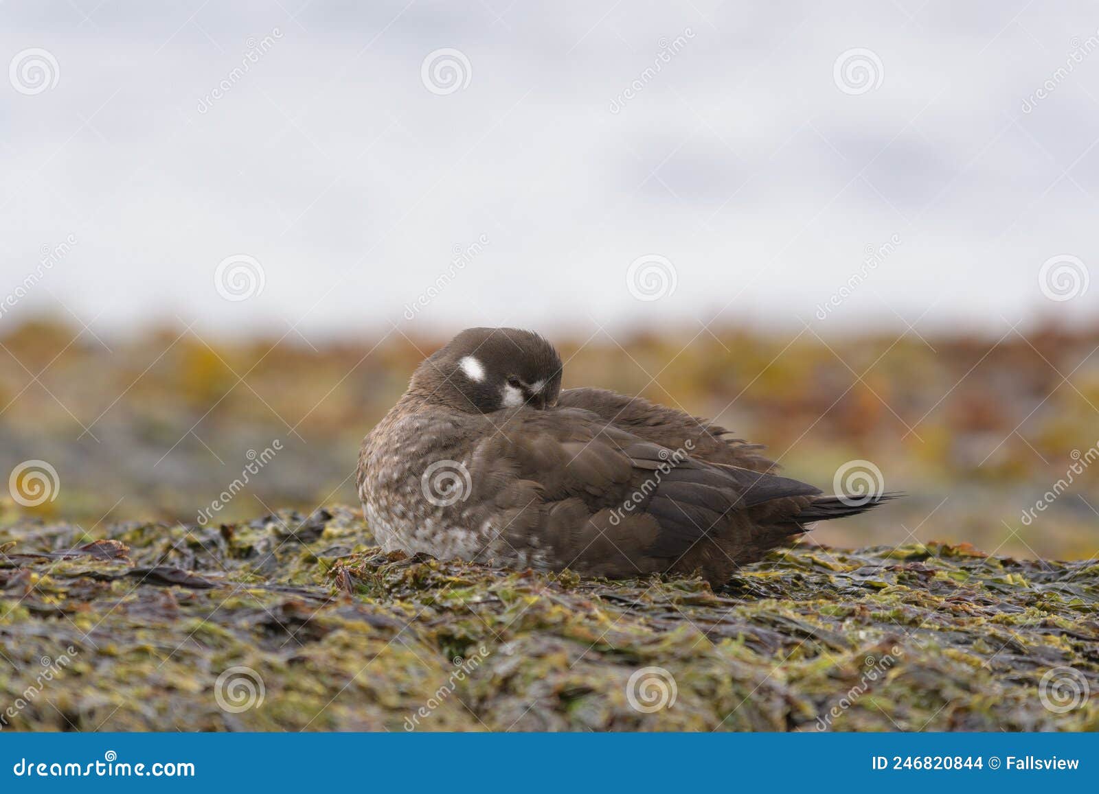 harlequin duck resting at seaside