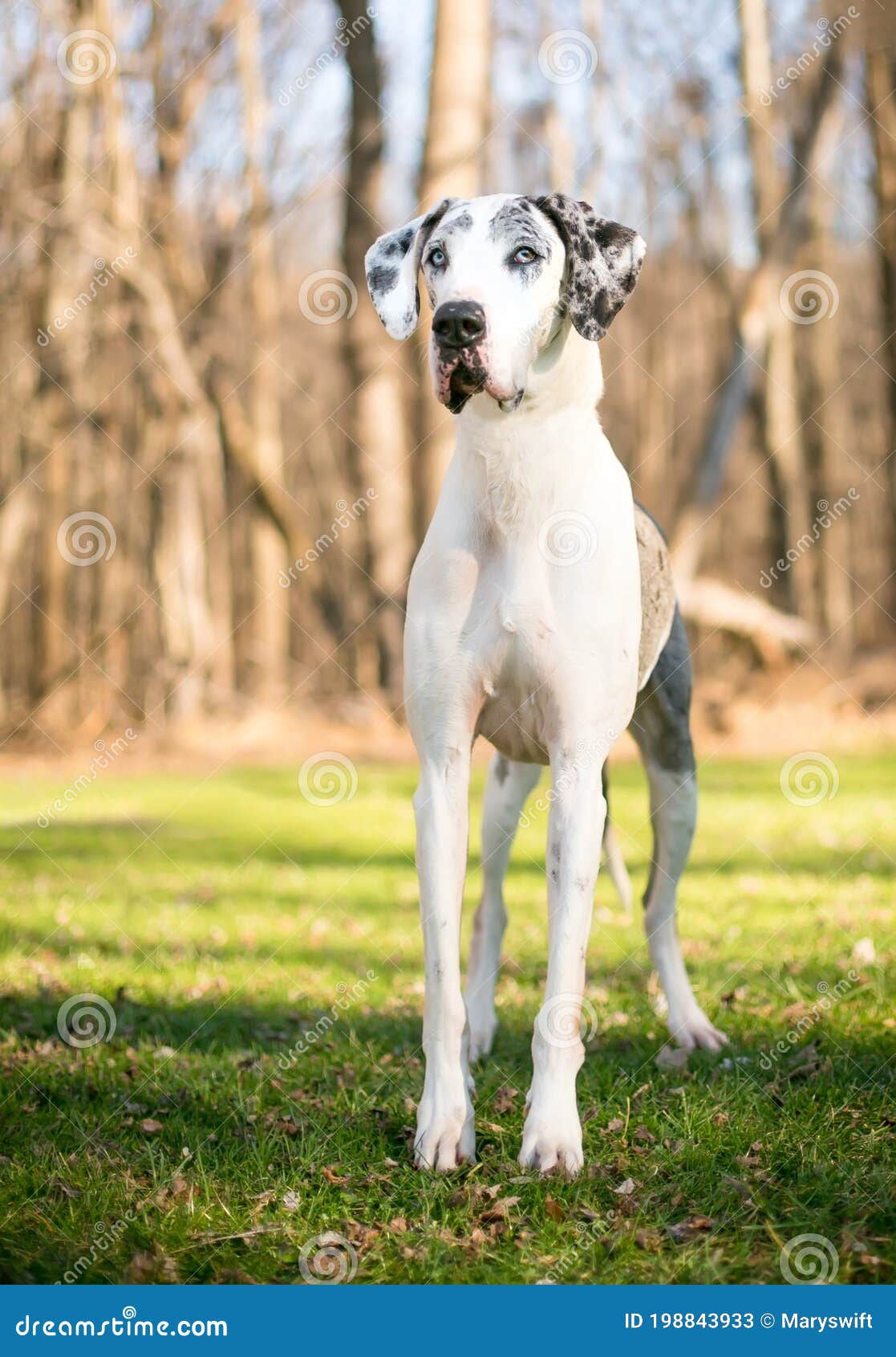 A Harlequin Great Dane Dog Outdoors Stock Image Image of listen