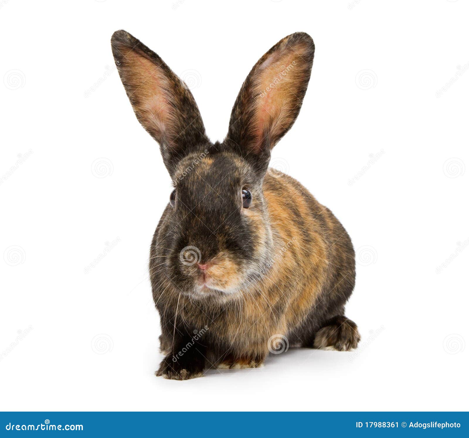 A Harlequin Rabbit Isolated on White Stock Image Image of tall, small