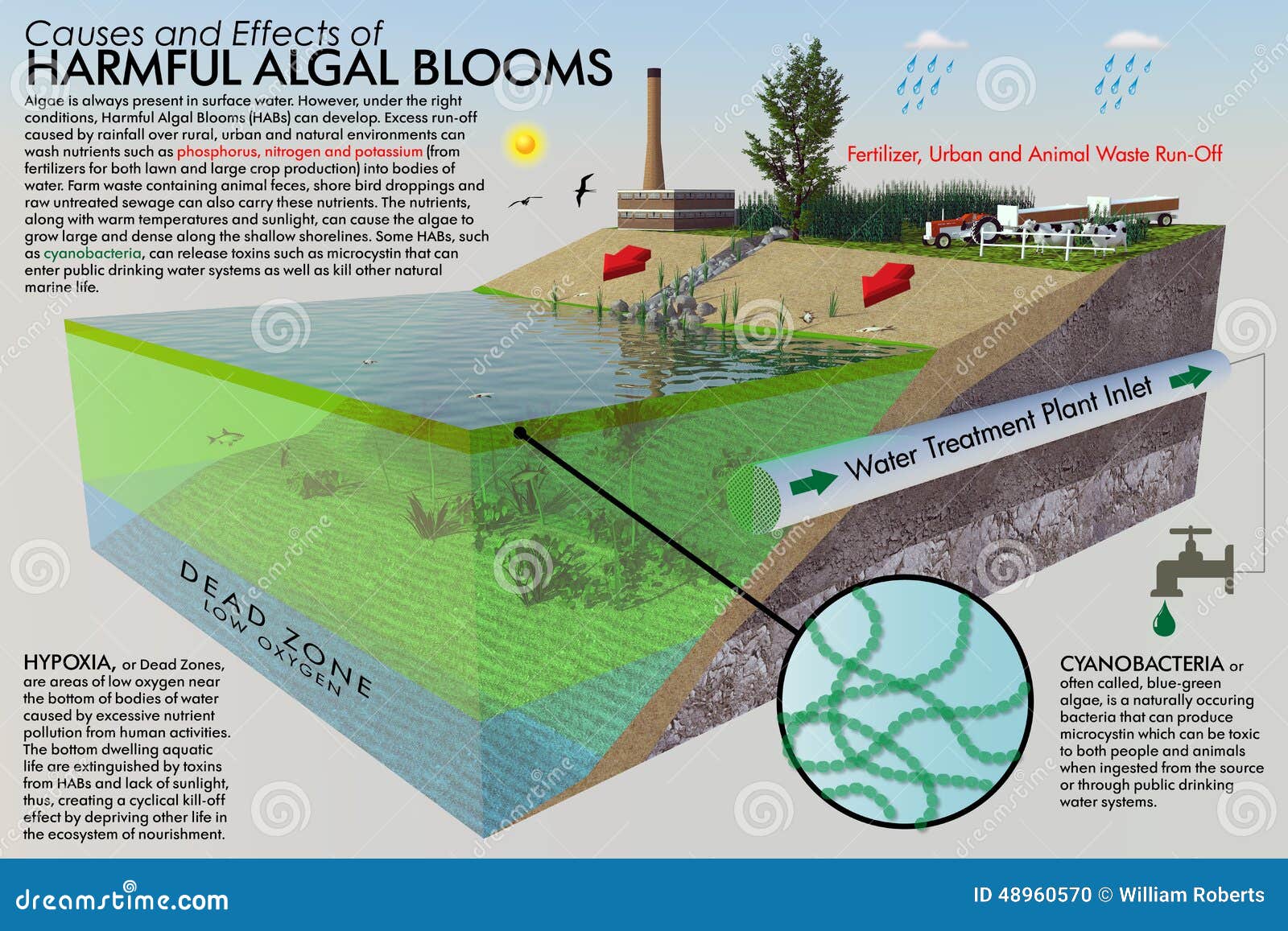 harmful algal bloom infographic