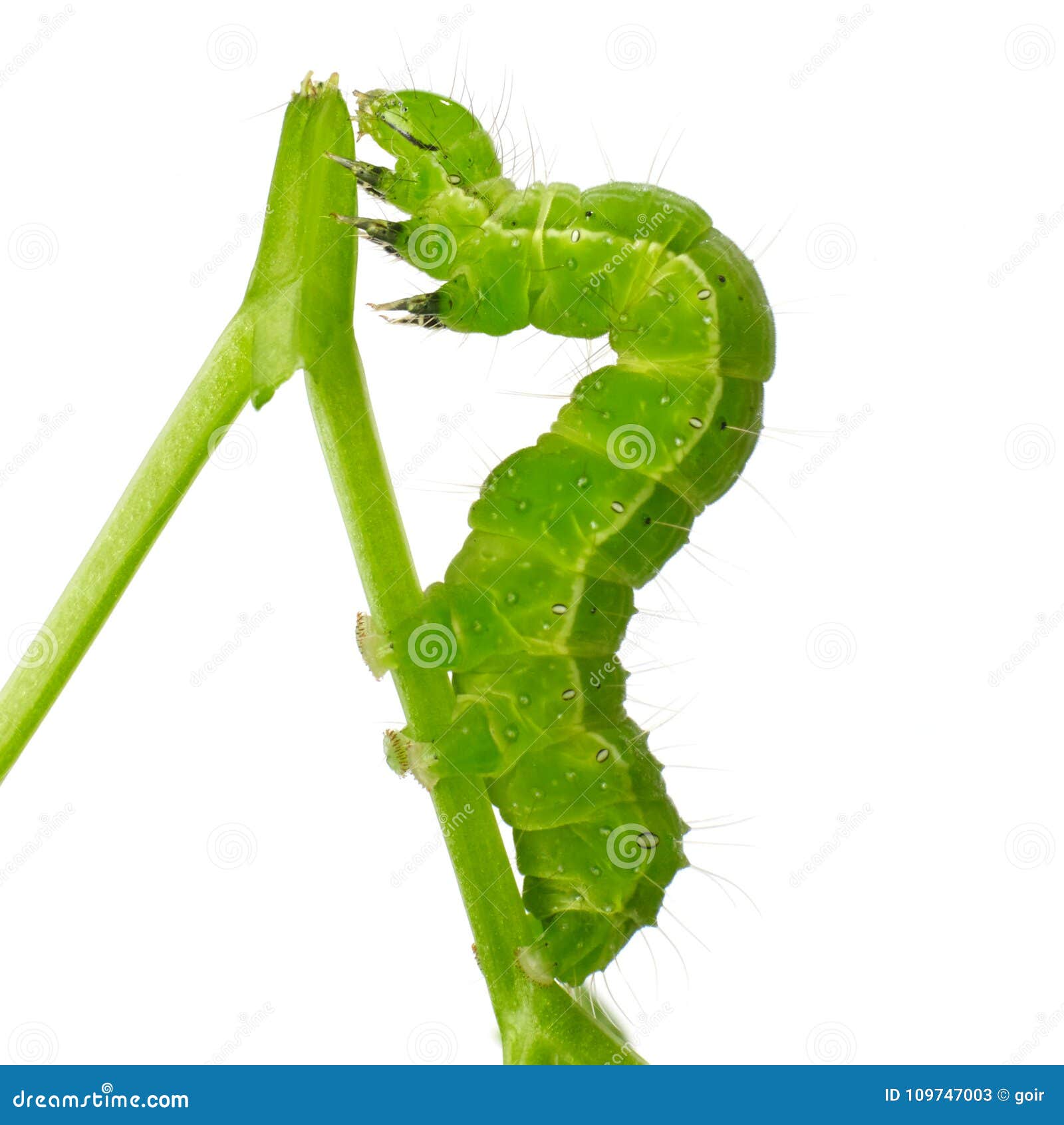 Harmful leaf worm stock image. Image of maggot, selective 109747003
