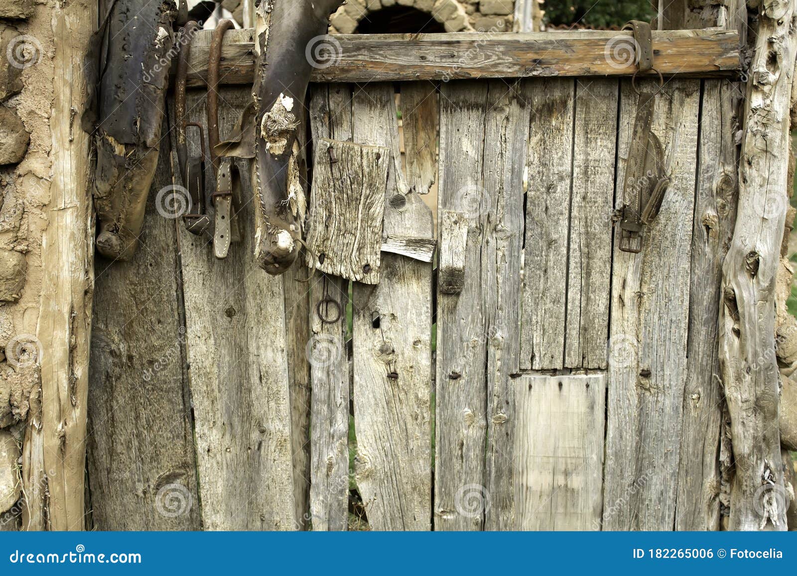 Harness for cattle stock photo. Image of domestic, vintage 182265006