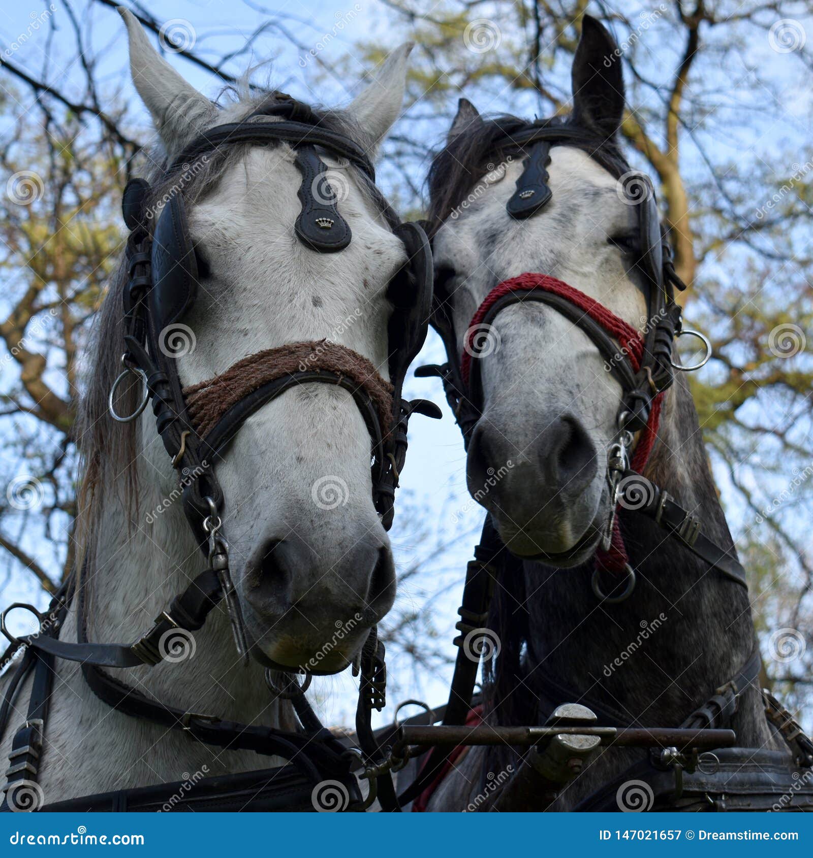 Harness Horses Ready for Parade, a Pair Horse and Mare Stock Image
