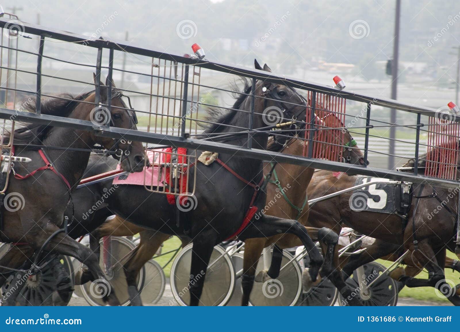 Harness race1 stock photo. Image of speed, winner, driver 1361686