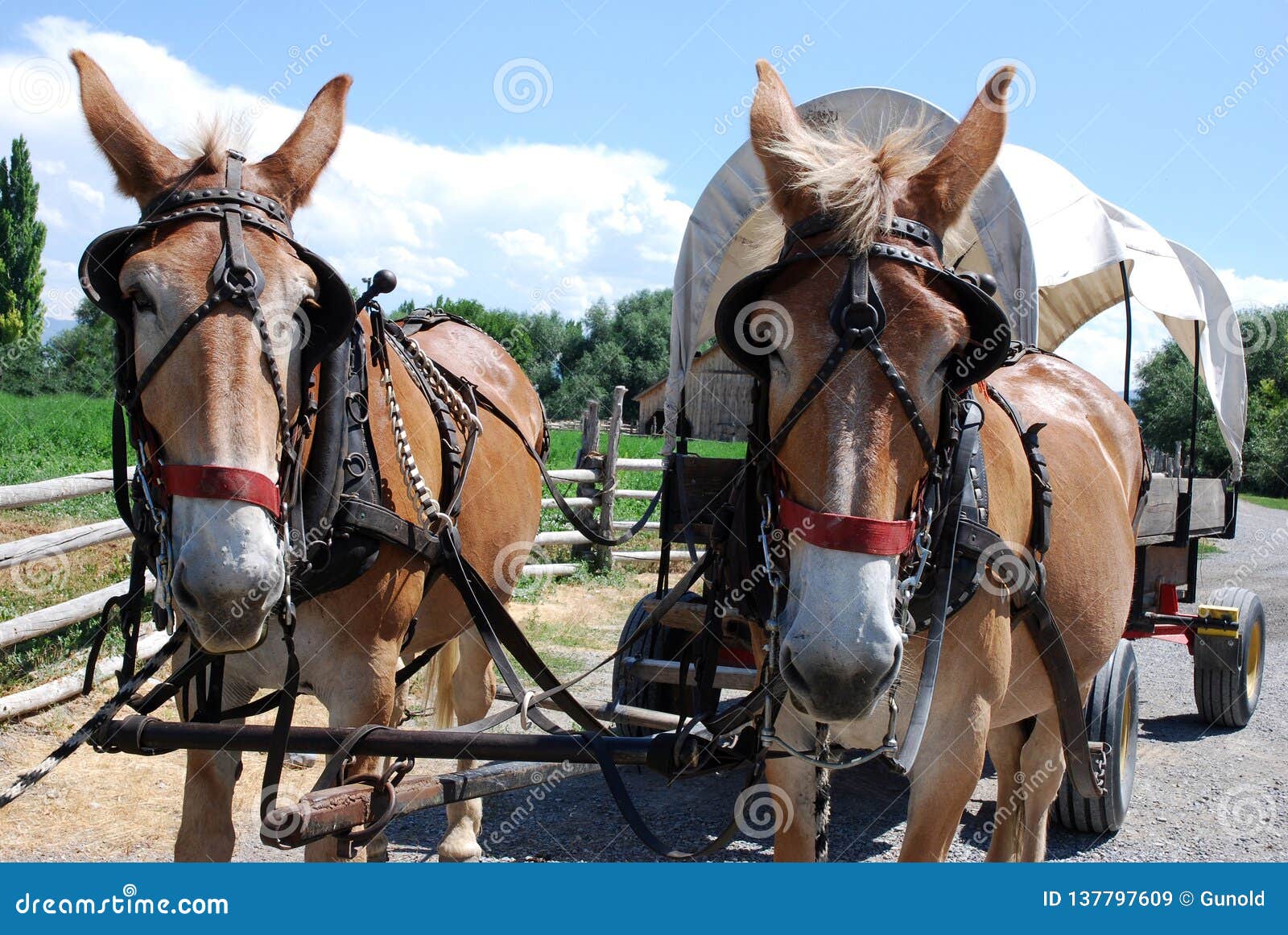 Horses With Wagon In Amish Country Stock Photography CartoonDealer