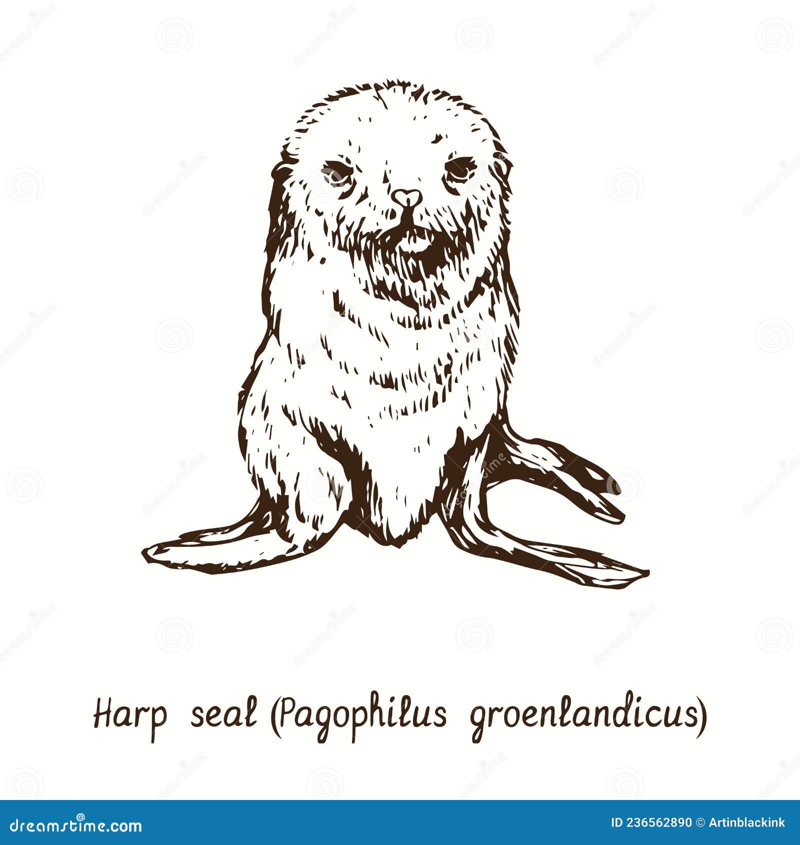 harp seal pagophilus groenlandicus puppy front view. ink doodle drawing