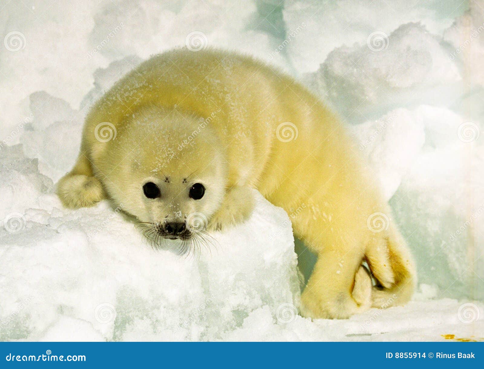 Harp Seal Pup stock photo. Image of baby, yellow, white 8855914