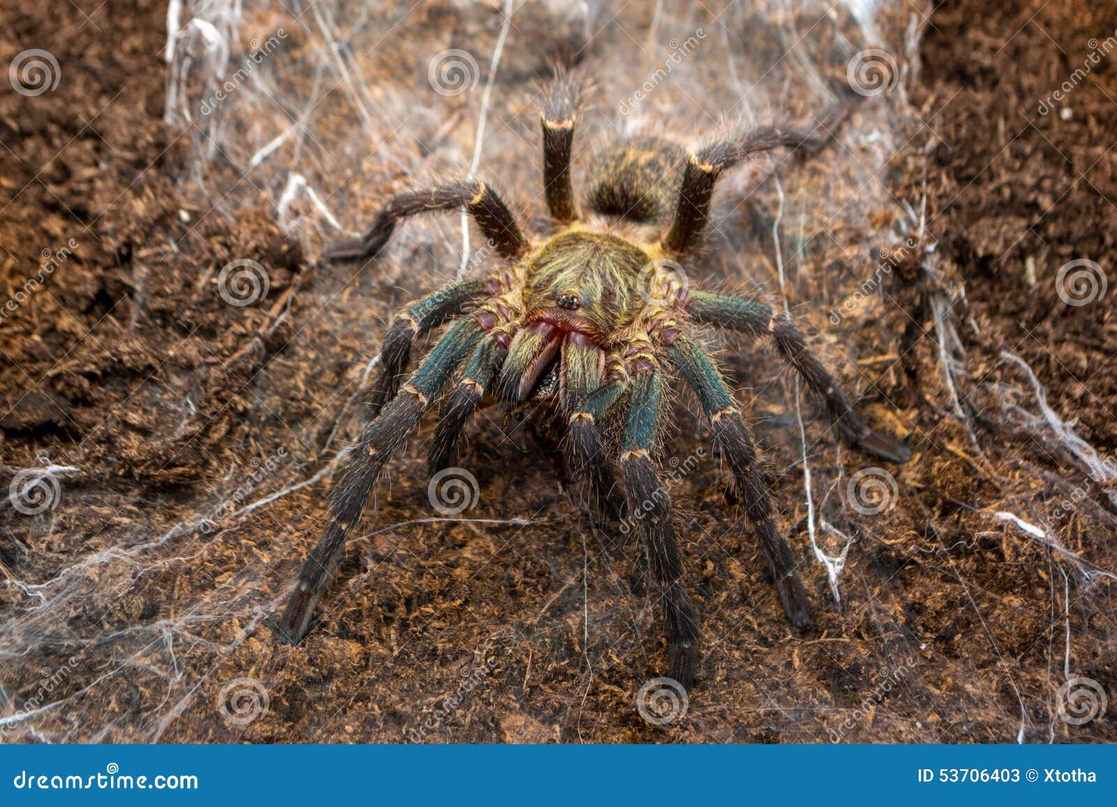 Harpactira Marksi Female Tarantula Stock Image - Image of harpactira ...