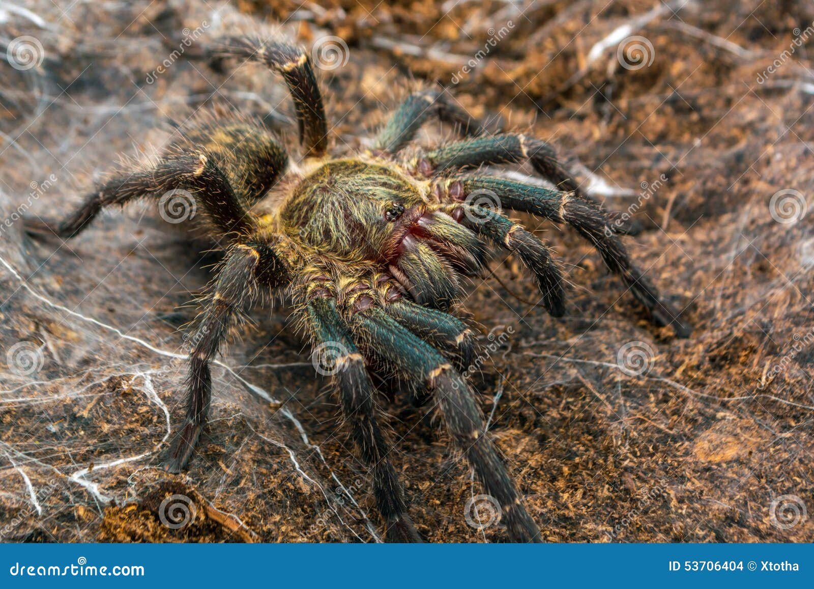 Harpactira Marksi Female Tarantula Stock Photo - Image of lateralis ...