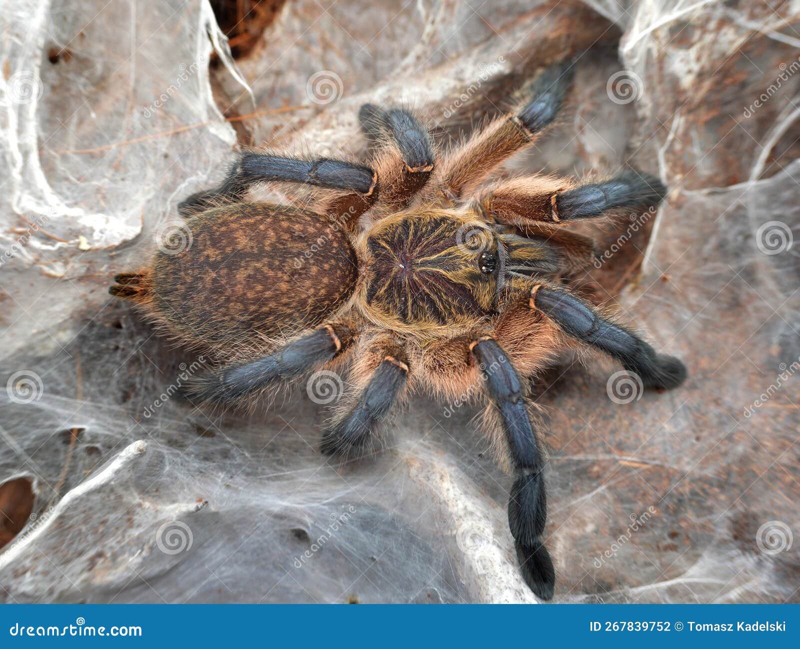 Harpactira pulchripes stock photo. Image of pulchripes - 267839752