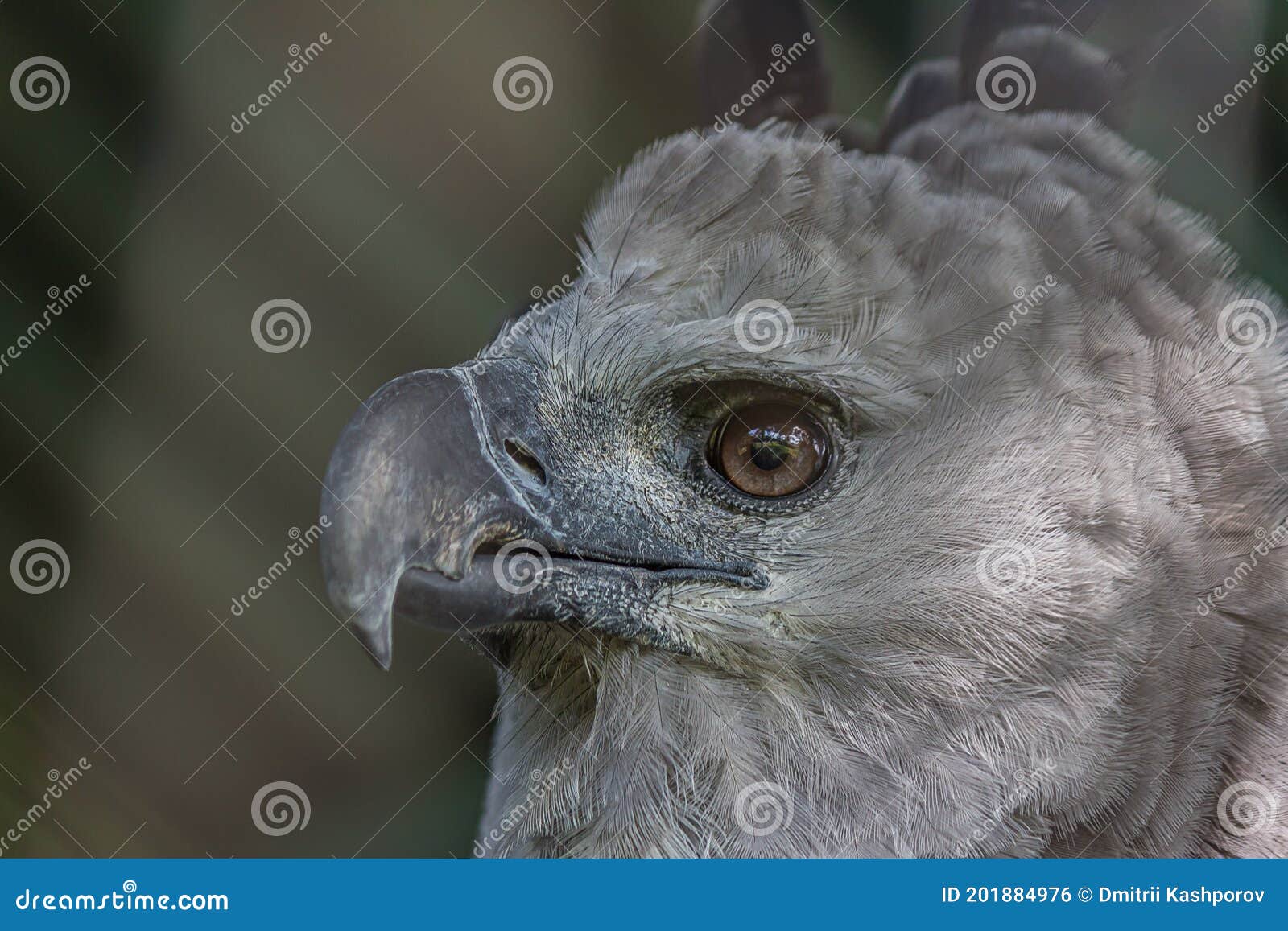 Eagles Brasil, jogo dos eagles 