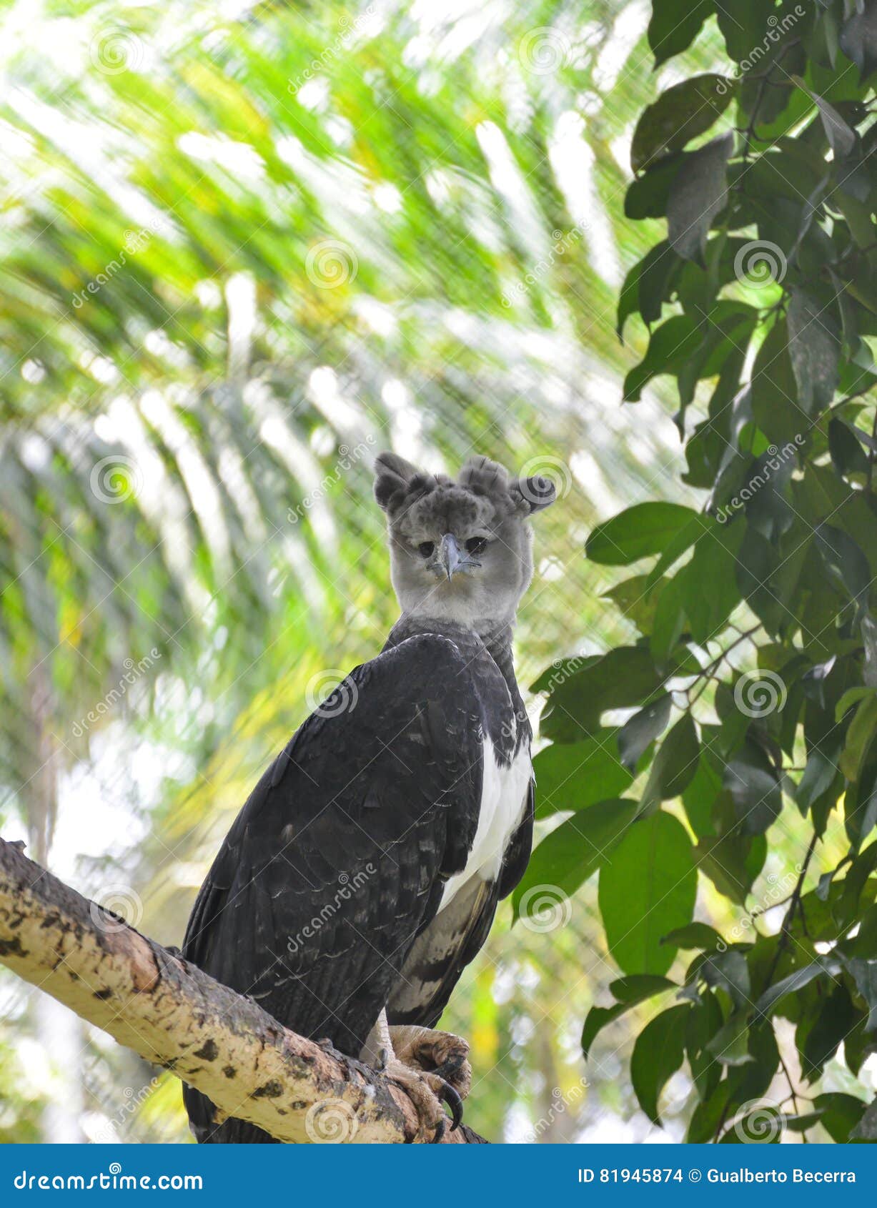 113 Harpy Eagle Wings Stock Photos - Free & Royalty-Free Stock Photos from  Dreamstime
