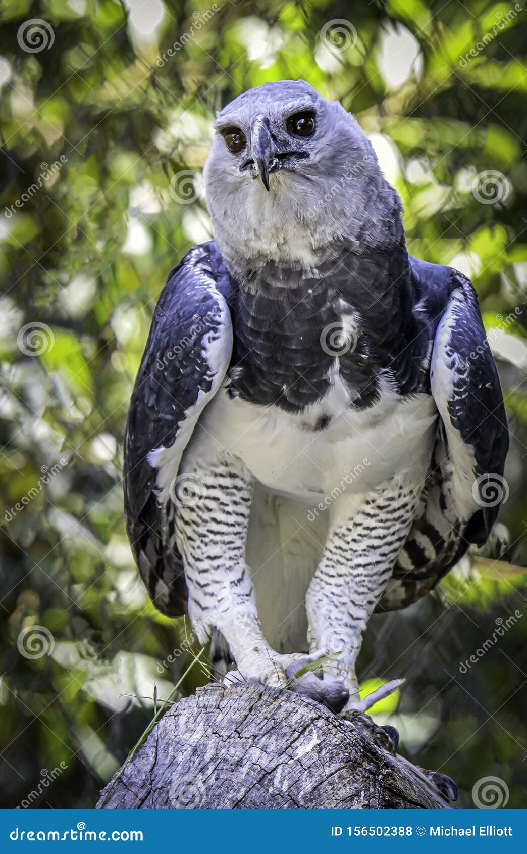 Harpy Eagle Raptor Feeding stock photo. Image of central - 156502388