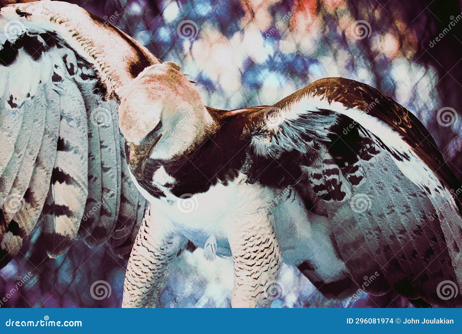 Harpy eagle wings stock photo. Image of claws, sharp - 296081974