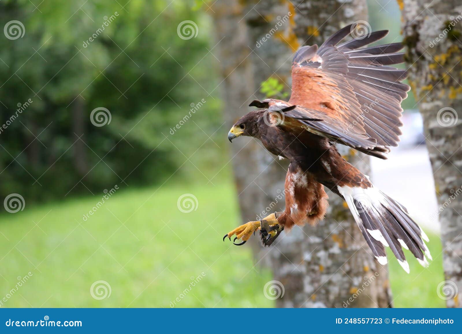 harris hawk also called buzzard is a rapacious bird with hooked