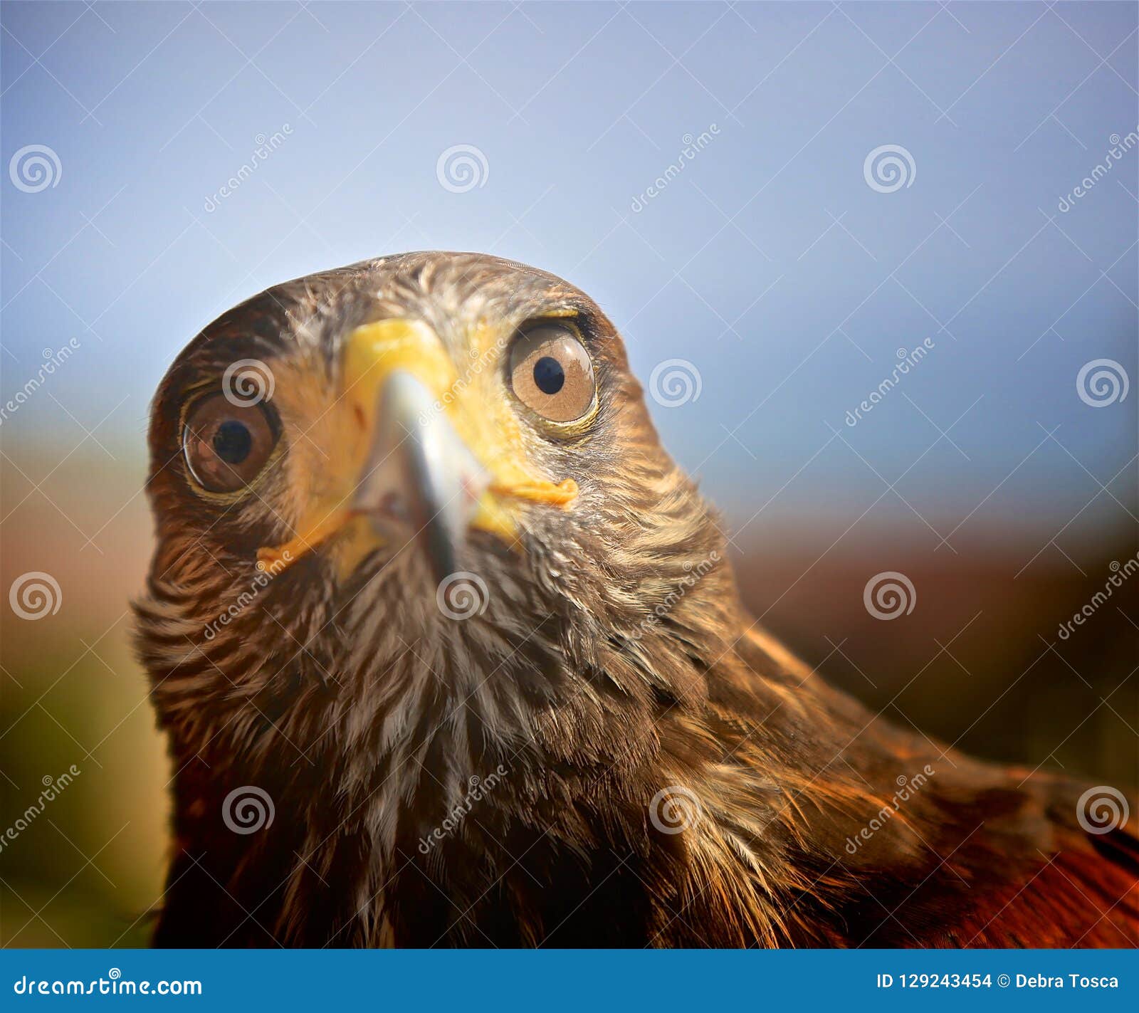 Harris Hawk face stock photo. Image of surprised, funny 129243454