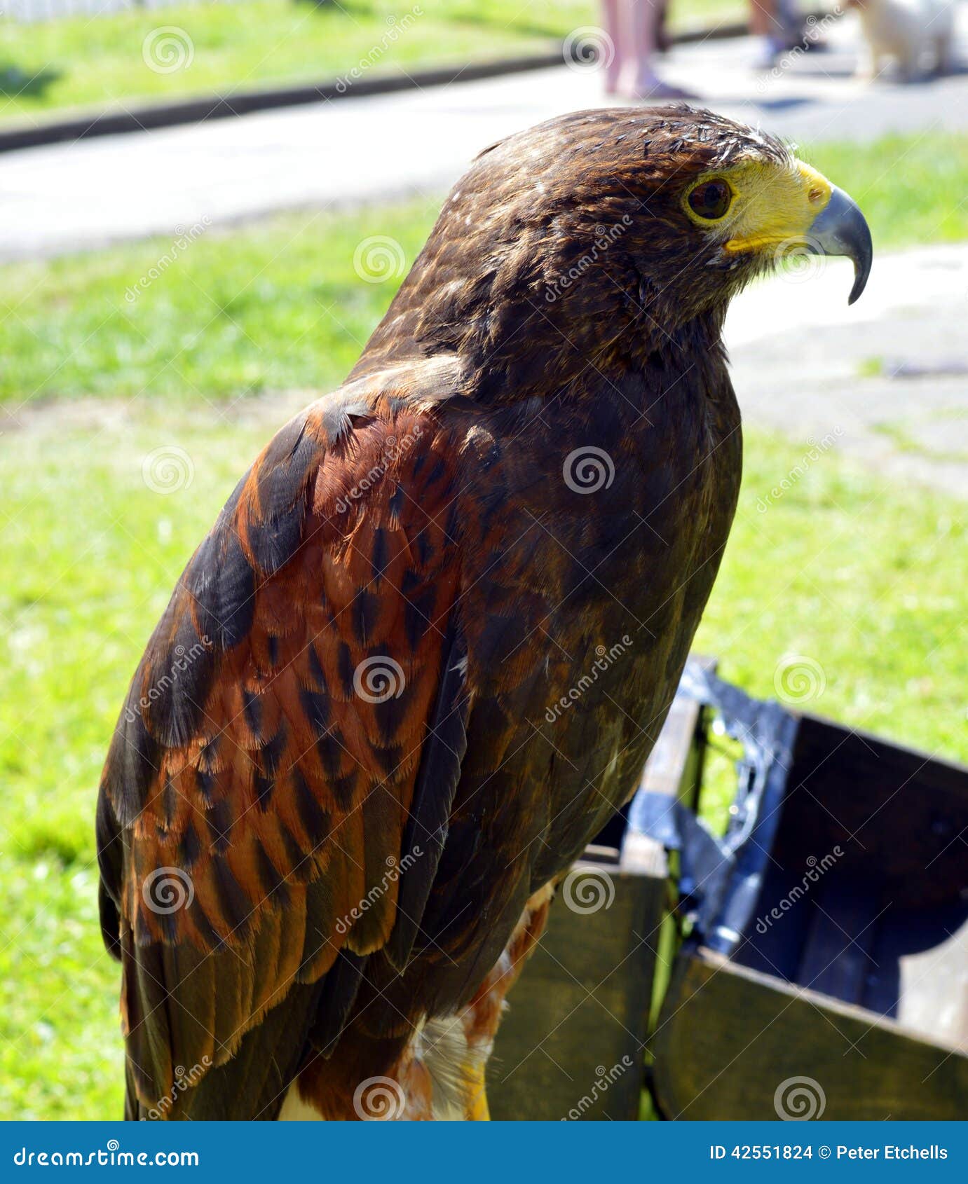 harris-hawk-stock-photo-image-of-beautiful-tame-feather-42551824