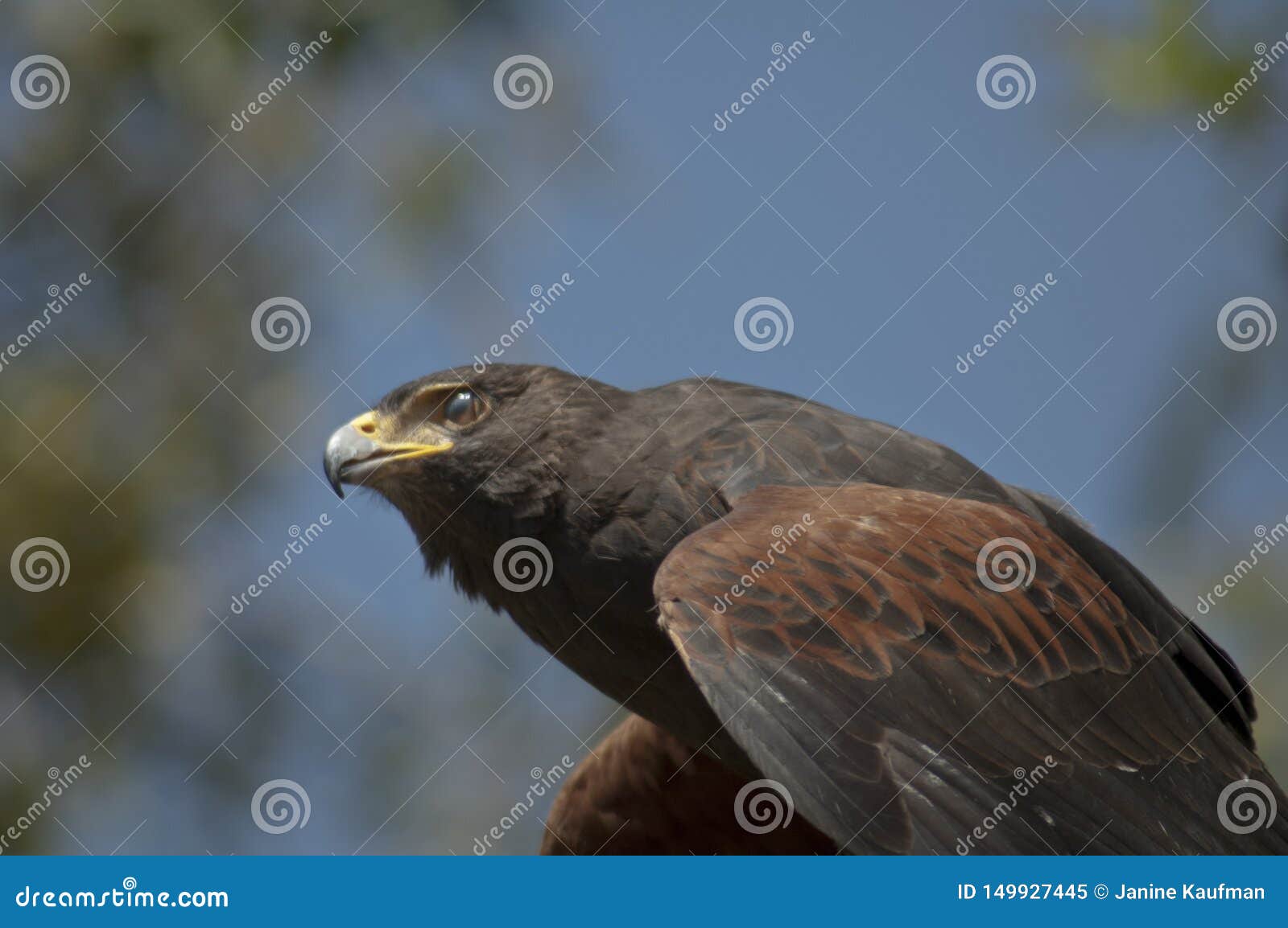 harris hawk ready to take flight blinks to reveal a transparent translucent eyelid