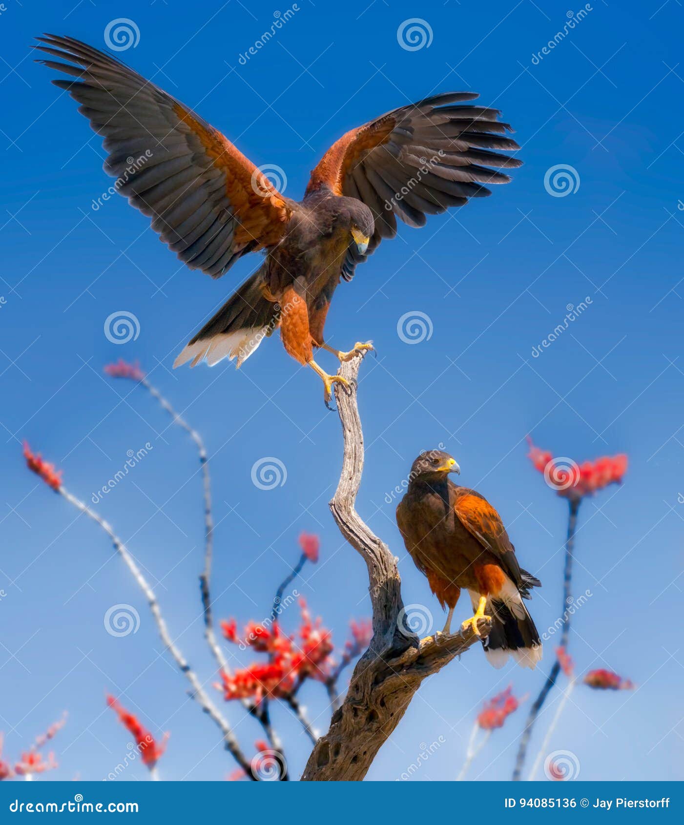 harris hawks on ocotillo branches