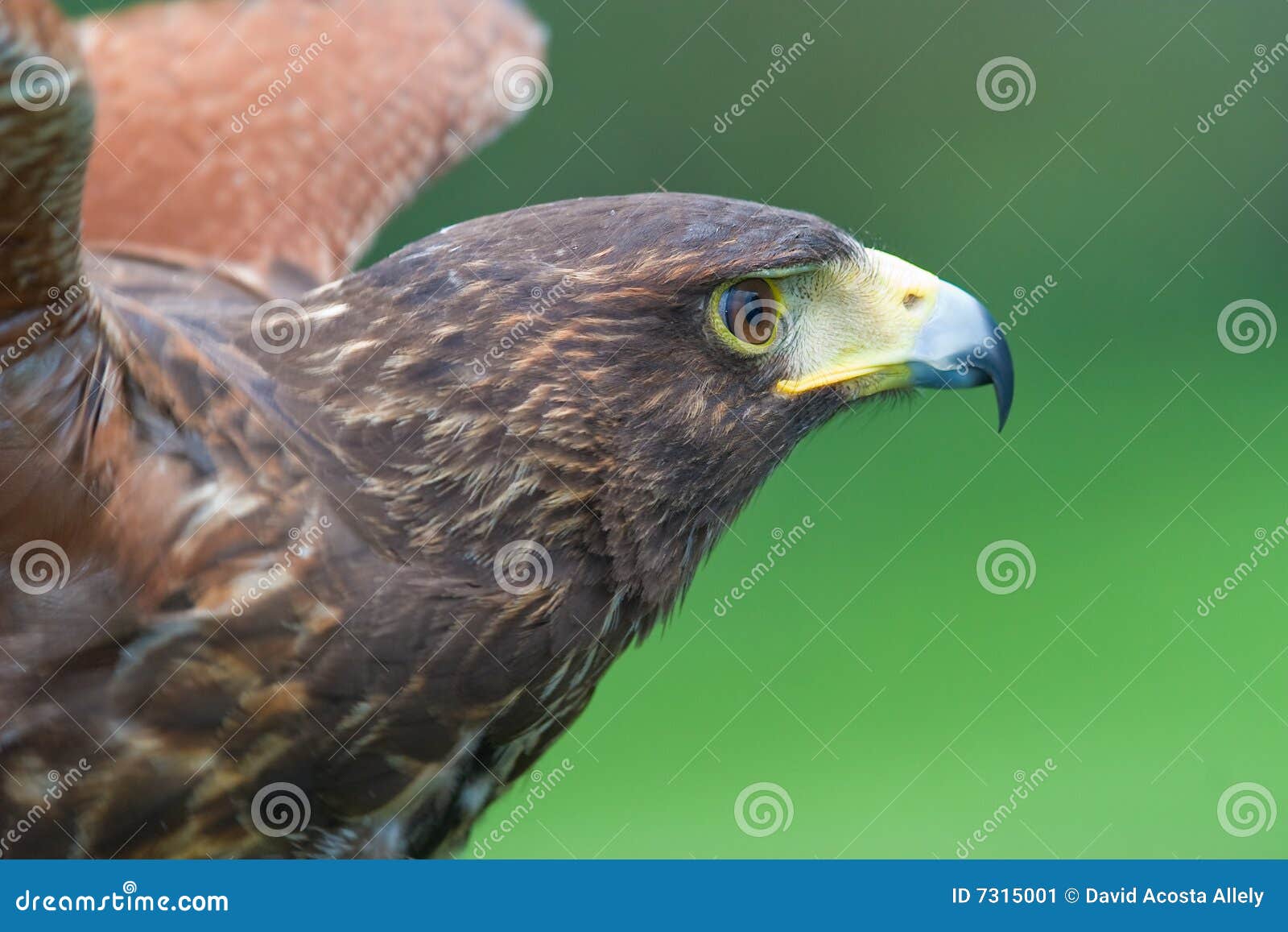 harris's falcon (parabuteo unicintus)