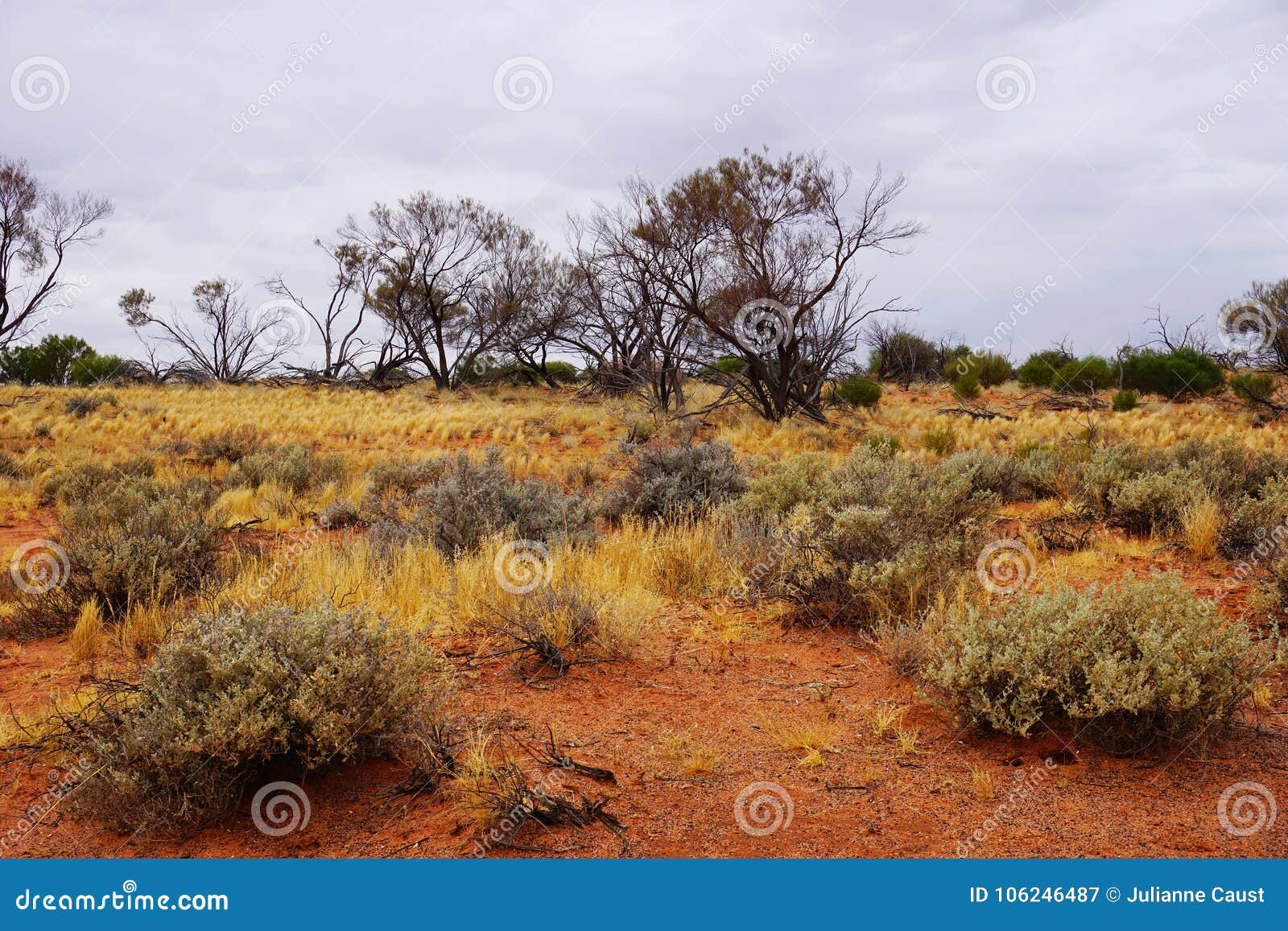 arid lands, roxy downs, outback south australia