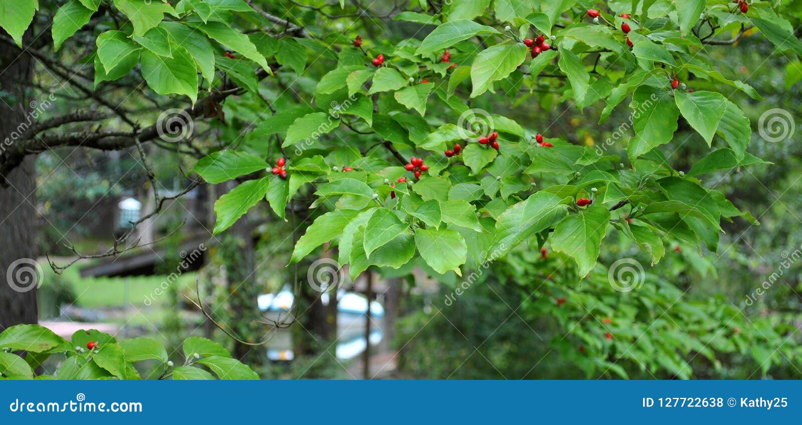 HartriegelBaum Im Fall Mit Roten Beeren Stockfoto Bild von