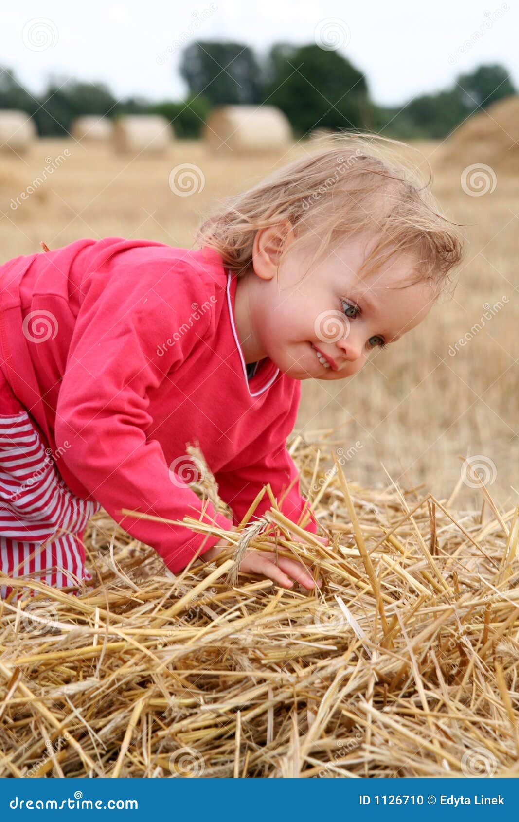 After harvest. Little baby on the stubble