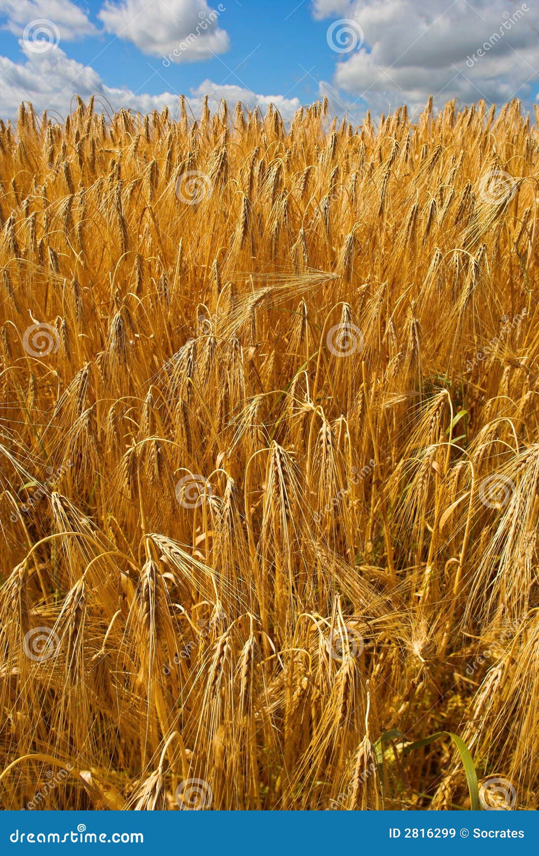 Before harvest stock image. Image of rural, mountains 2816299