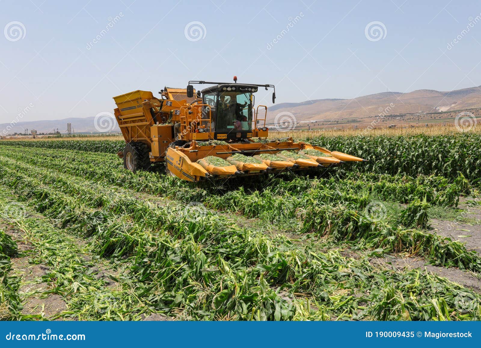 Corn Picker Harvesting a Sweet Cornfield. Harvest of Agriculture Field