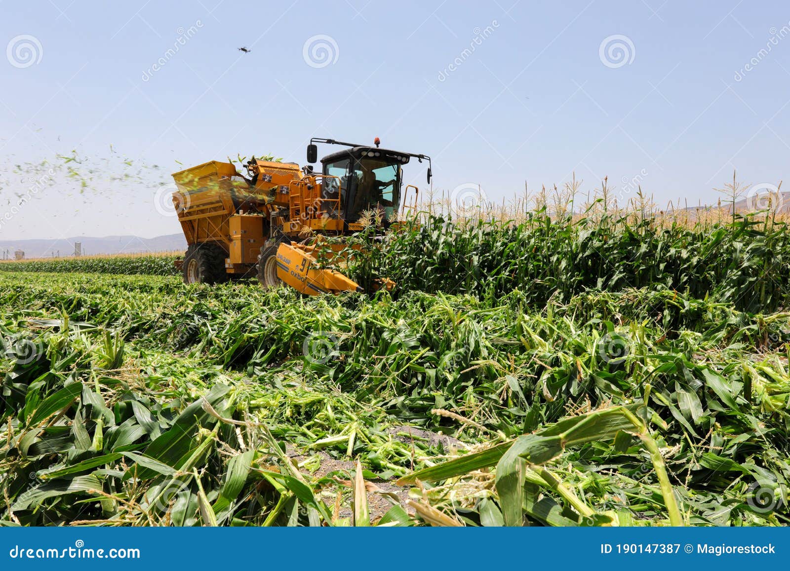 Corn Picker Harvesting a Sweet Cornfield. Harvest of Agriculture Field