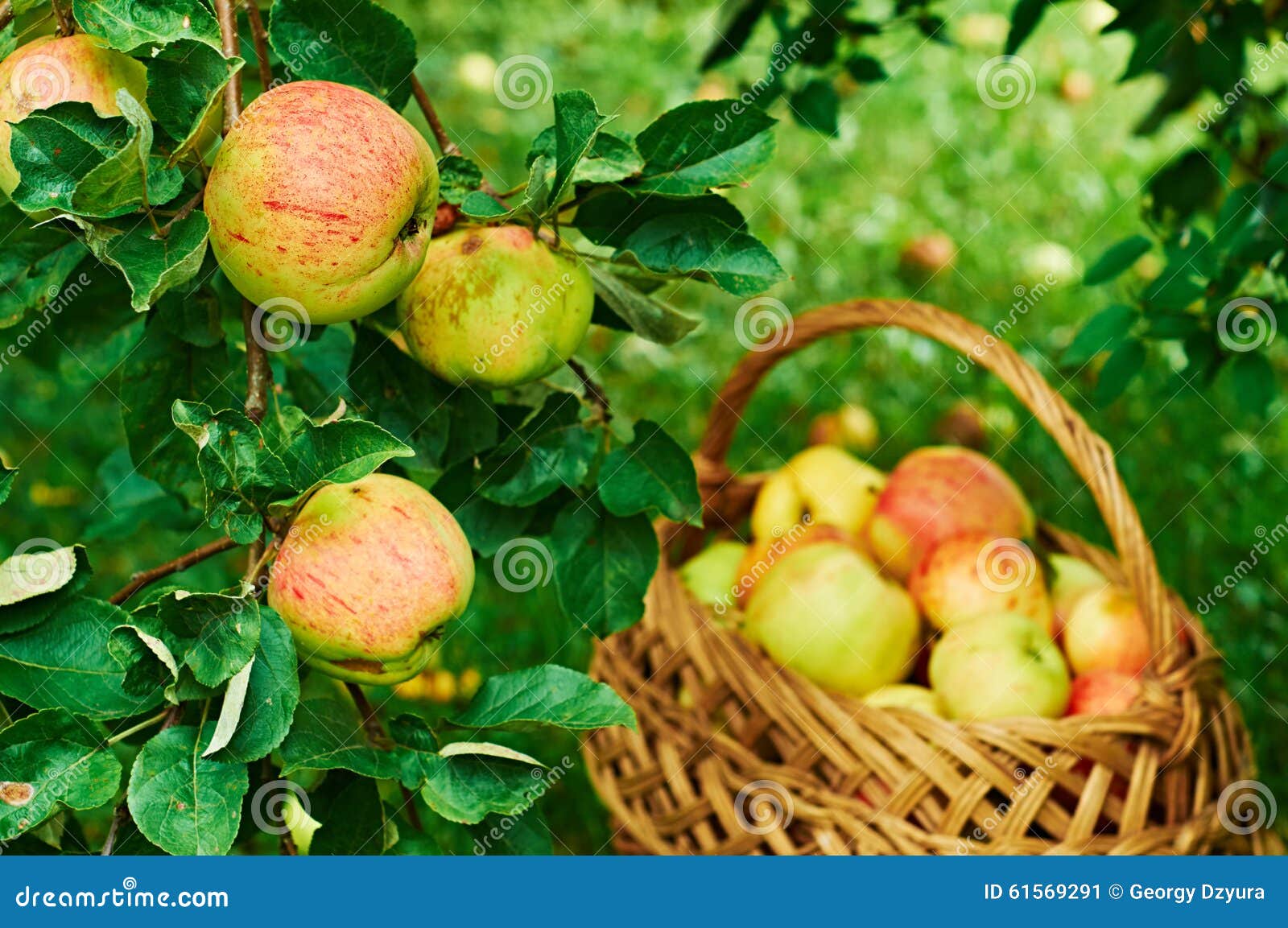 Harvest of apples stock image. Image of harvest, background 61569291