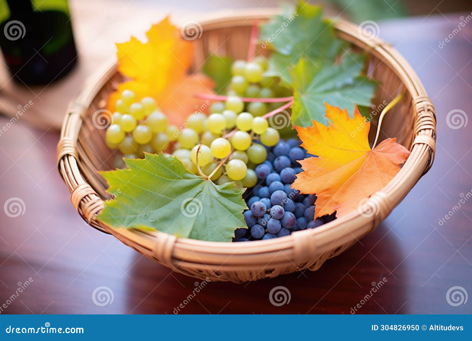 harvest basket full of tempranillo grapes, vine leaves