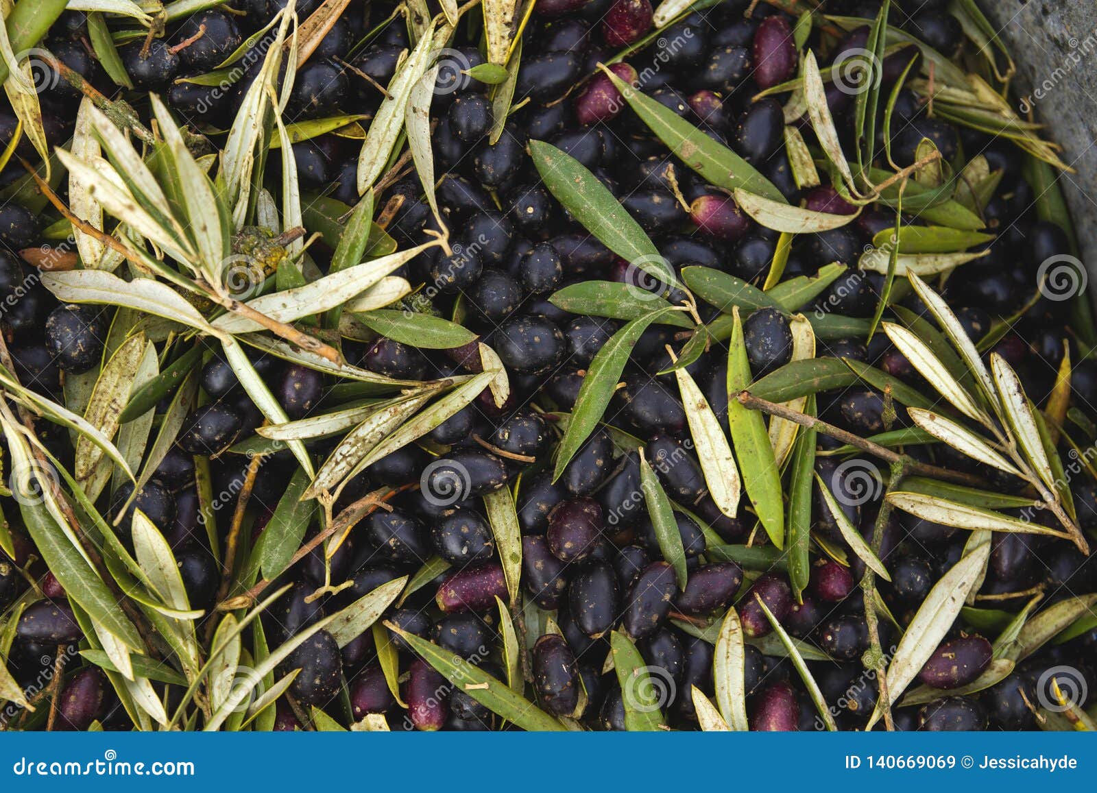 Harvest of black olives stock image. Image of evergreen 140669069