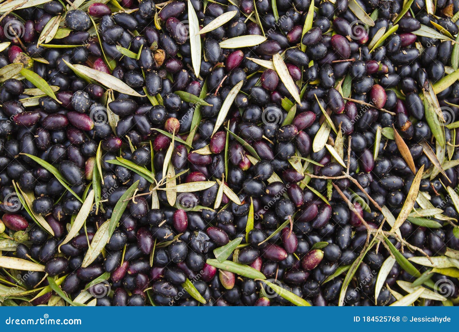 Harvest of Black Picual Olives Stock Photo Image of nature, evergreen