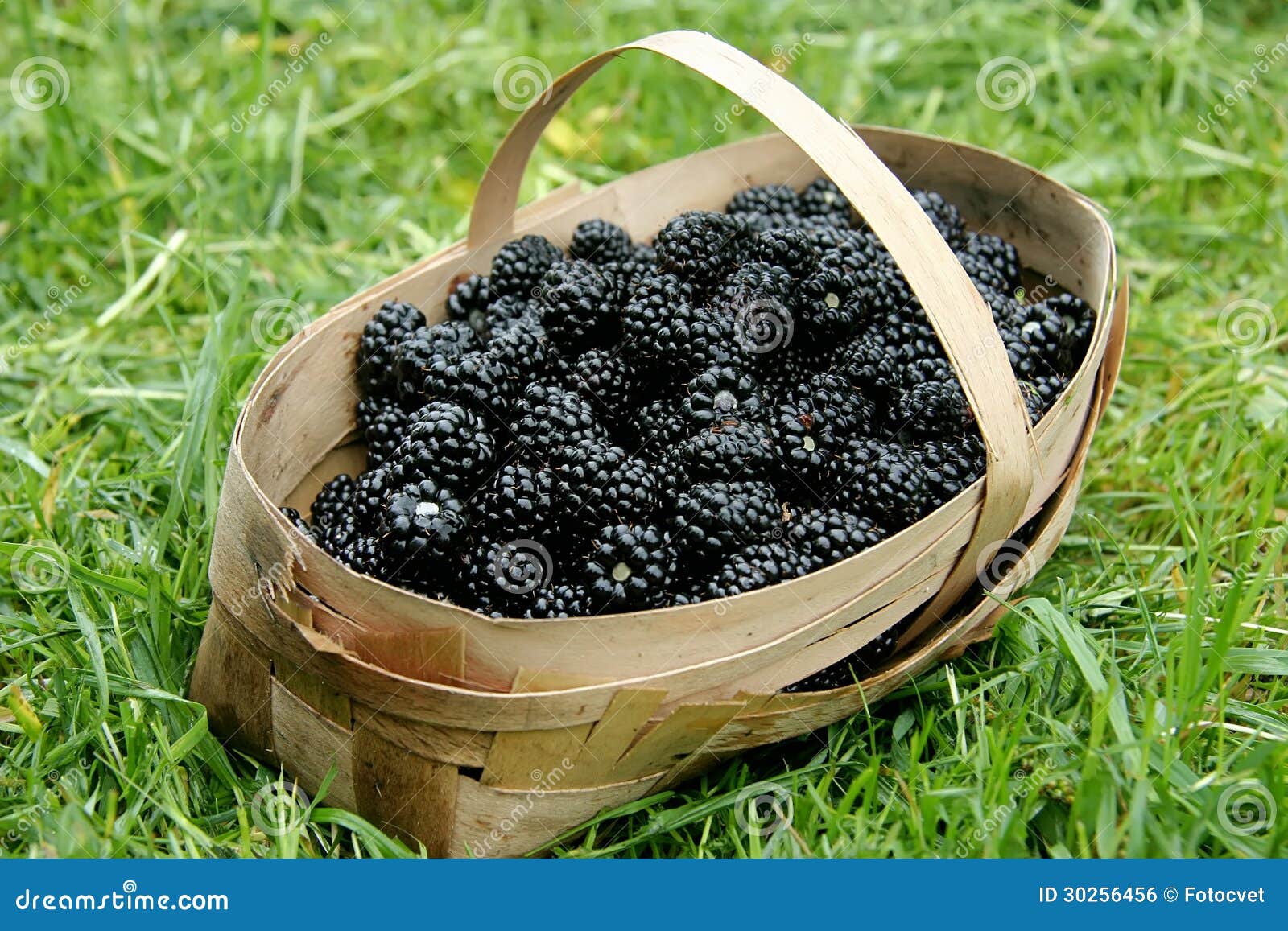 Blackberries in a basket stock photo. Image of healthy 30256456