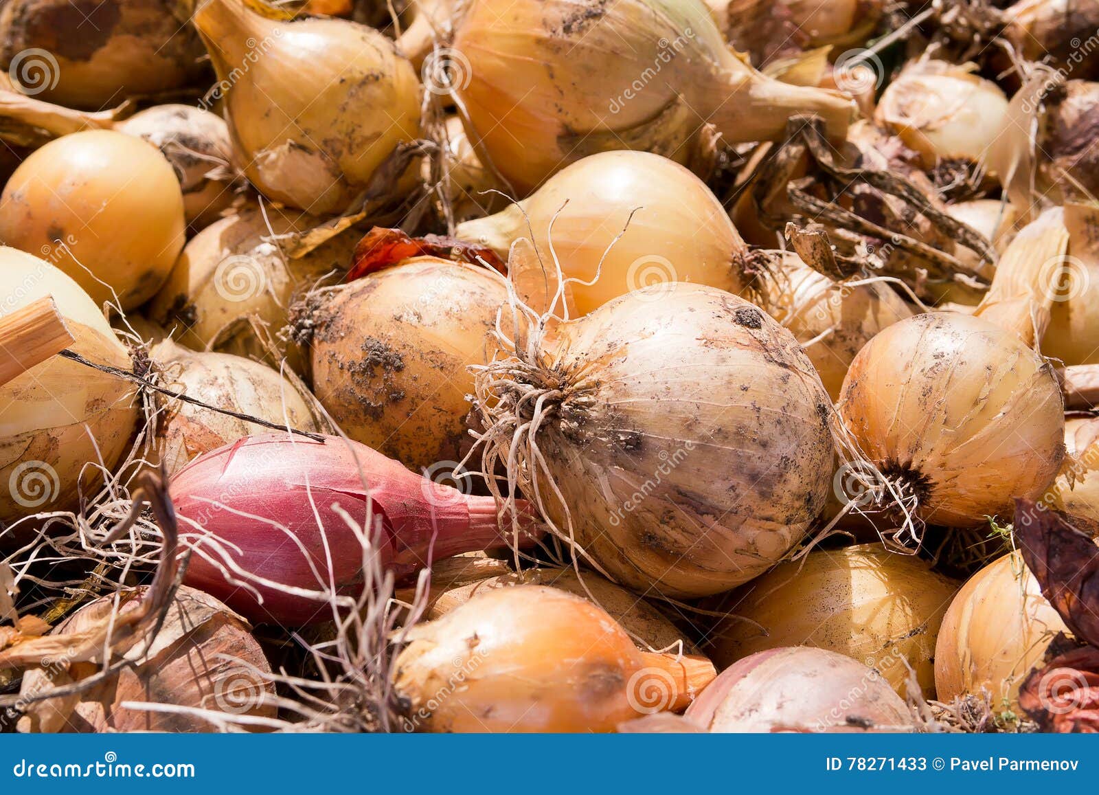 Harvest bulbs onion stock image. Image of healthful, garden 78271433