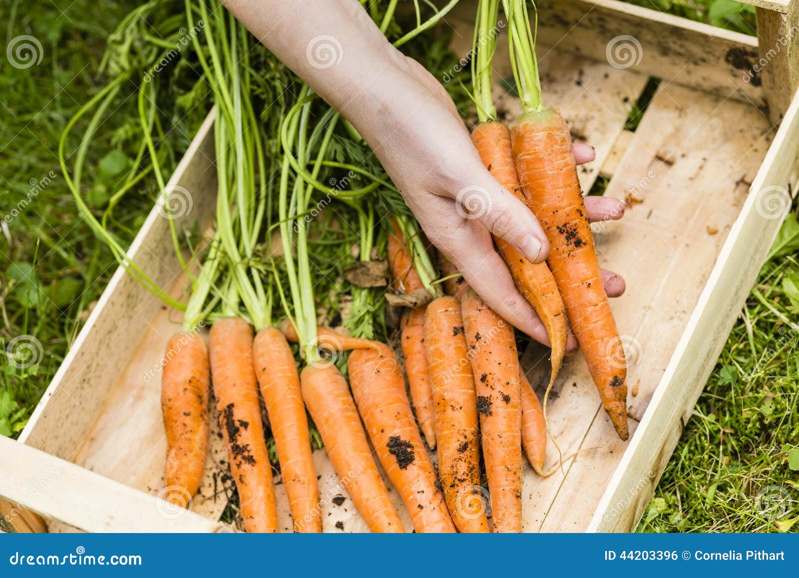 Harvest of carrots stock photo. Image of time, basket 44203396