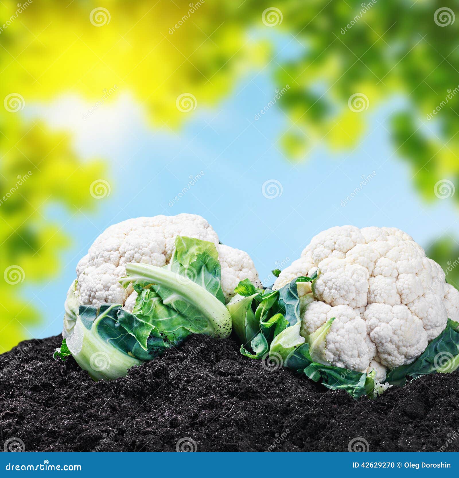 Harvest Cauliflower on the Ground Stock Photo Image of healthy