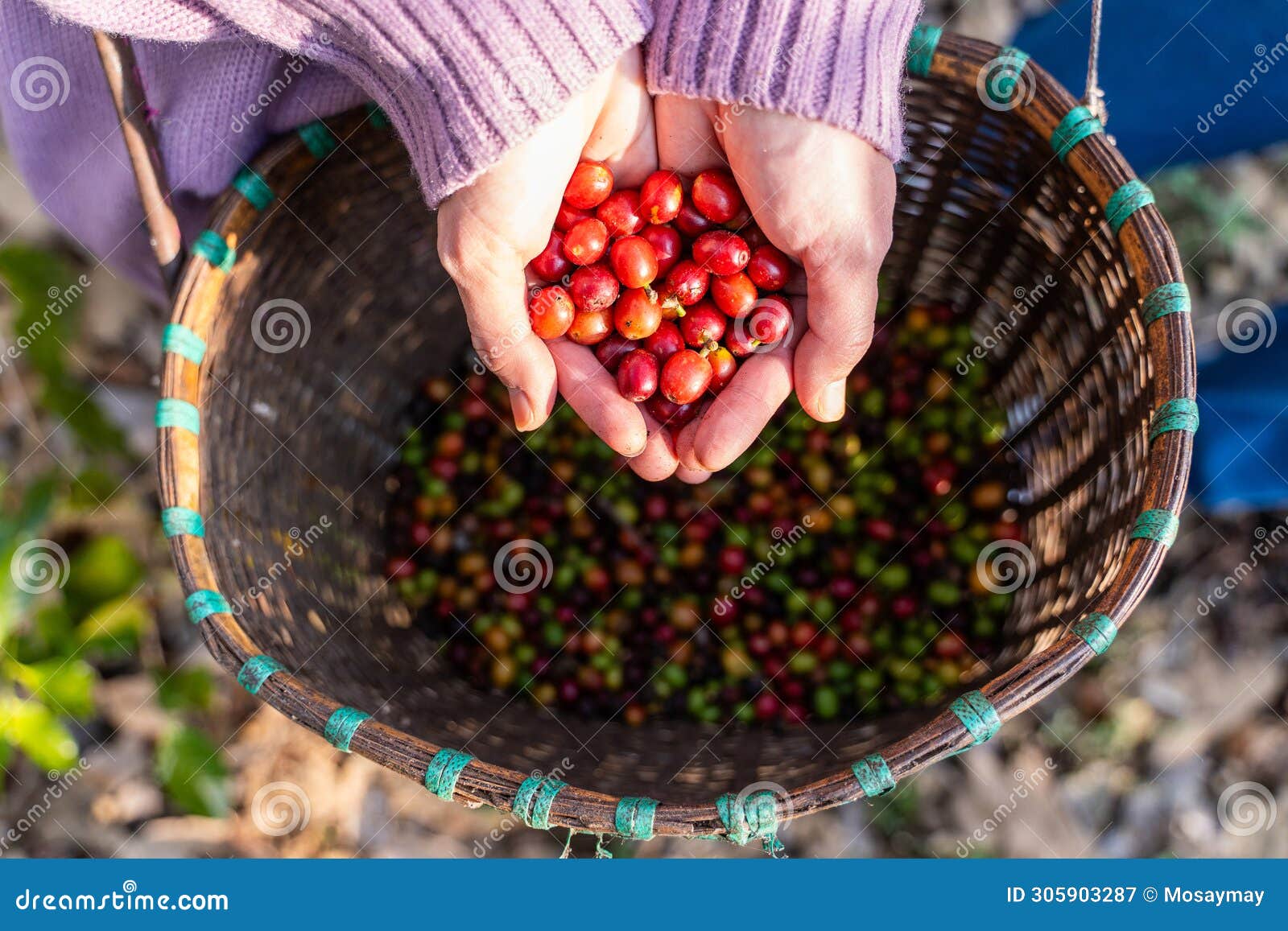 harvest-coffee-beans-from-the-coffee-farm-stock-image-image-of-hand