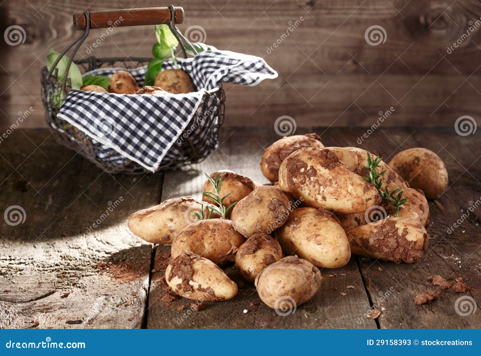 Harvest of farm fresh potatoes with clinging soil and a pretty country basket wth a fresh blue and white napkin on a rustic textured wooden surface