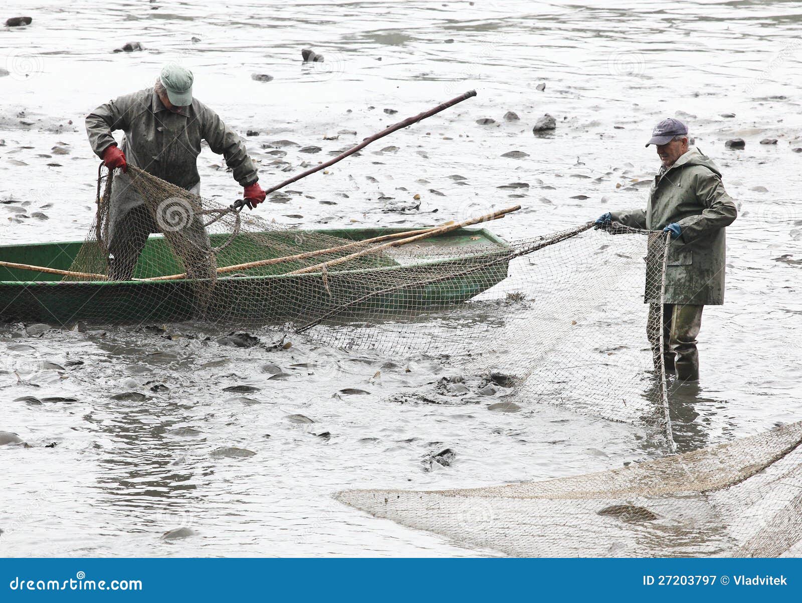 Harvest of fishpond. editorial photography. Image of heritage 27203797