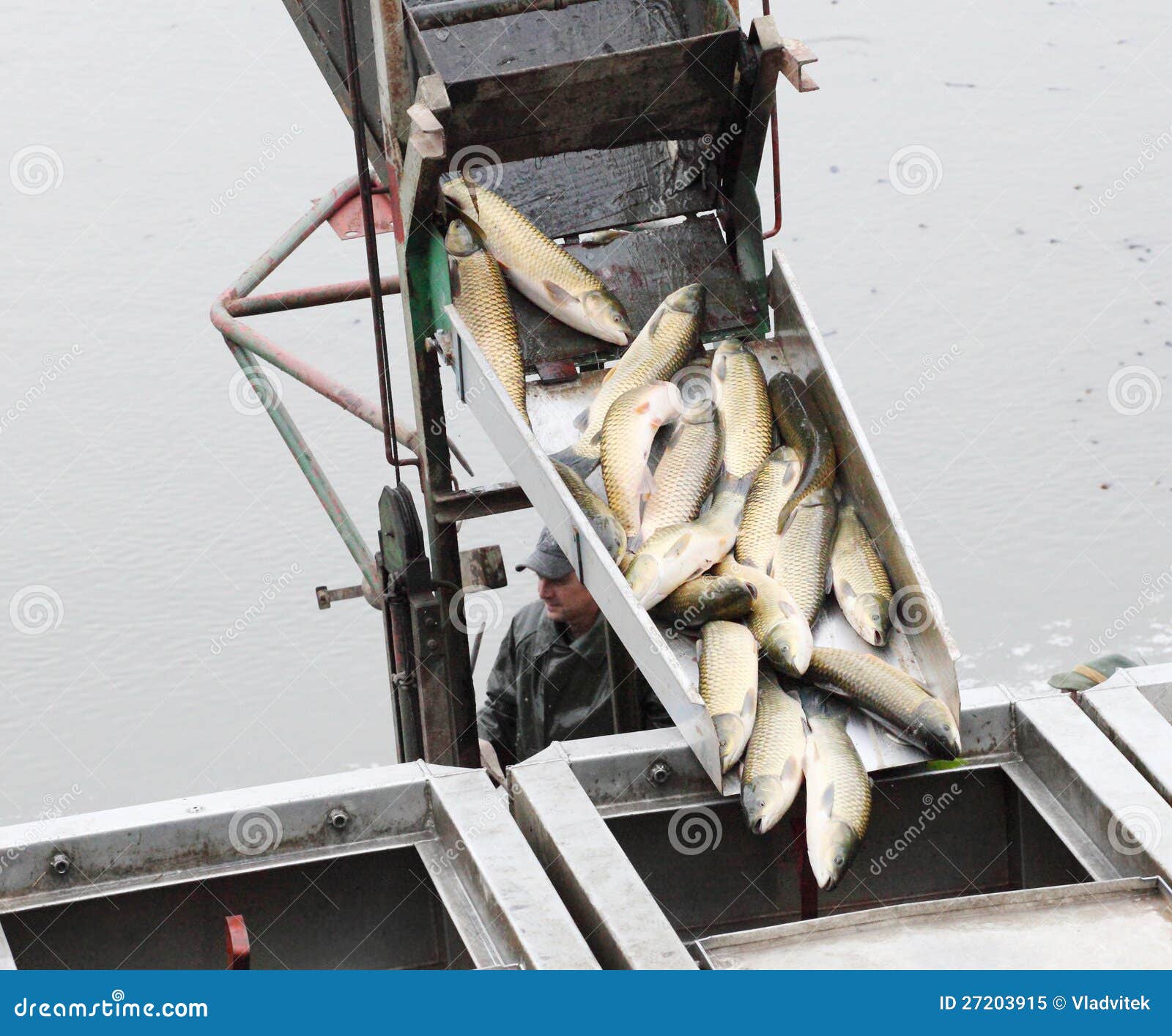 Harvest of fishpond. editorial image. Image of catch 27203915