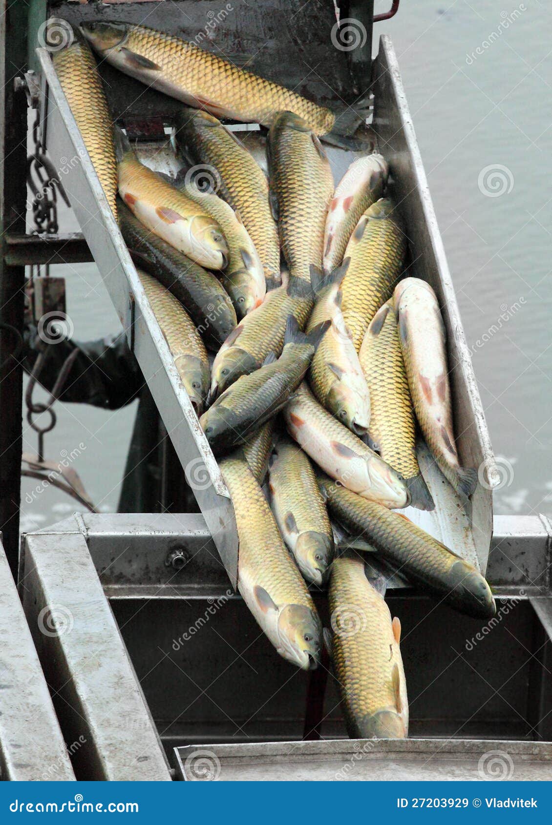 196 Harvest Fishpond Stock Photos - Free & Royalty-Free Stock Photos from  Dreamstime