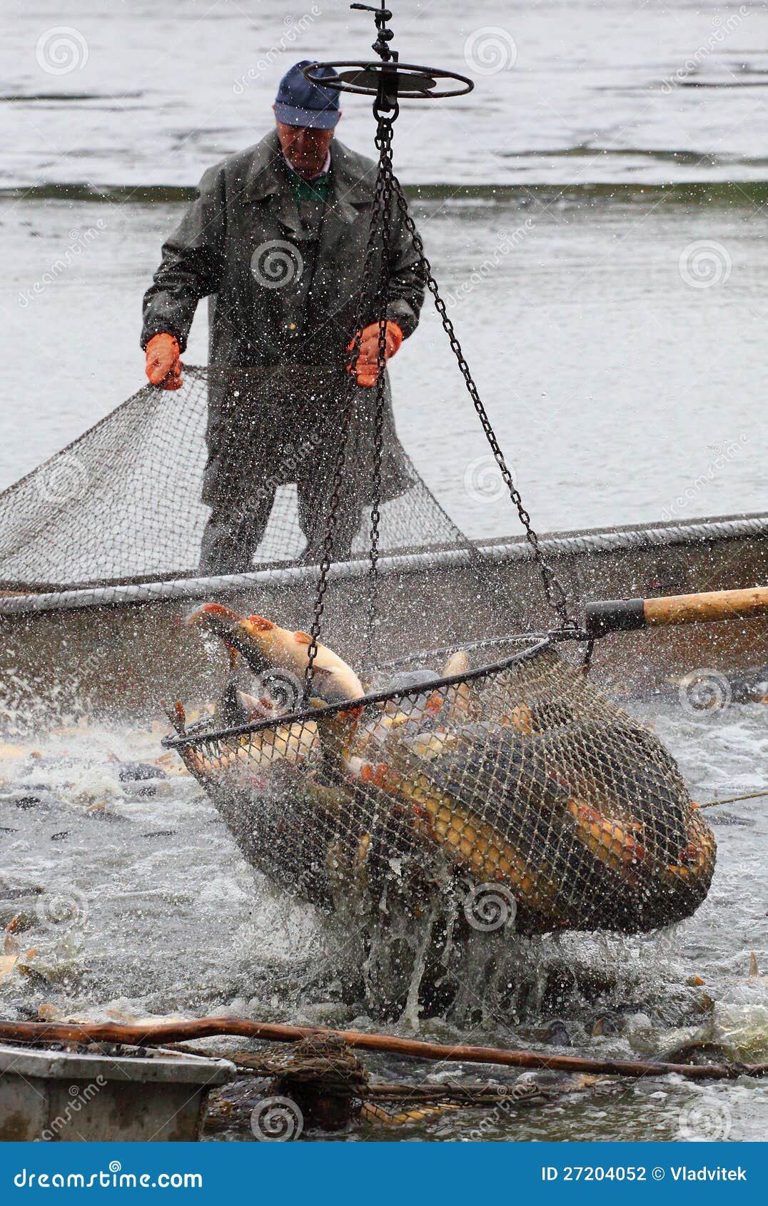 Harvest of fishpond. editorial photography. Image of lake - 27204052