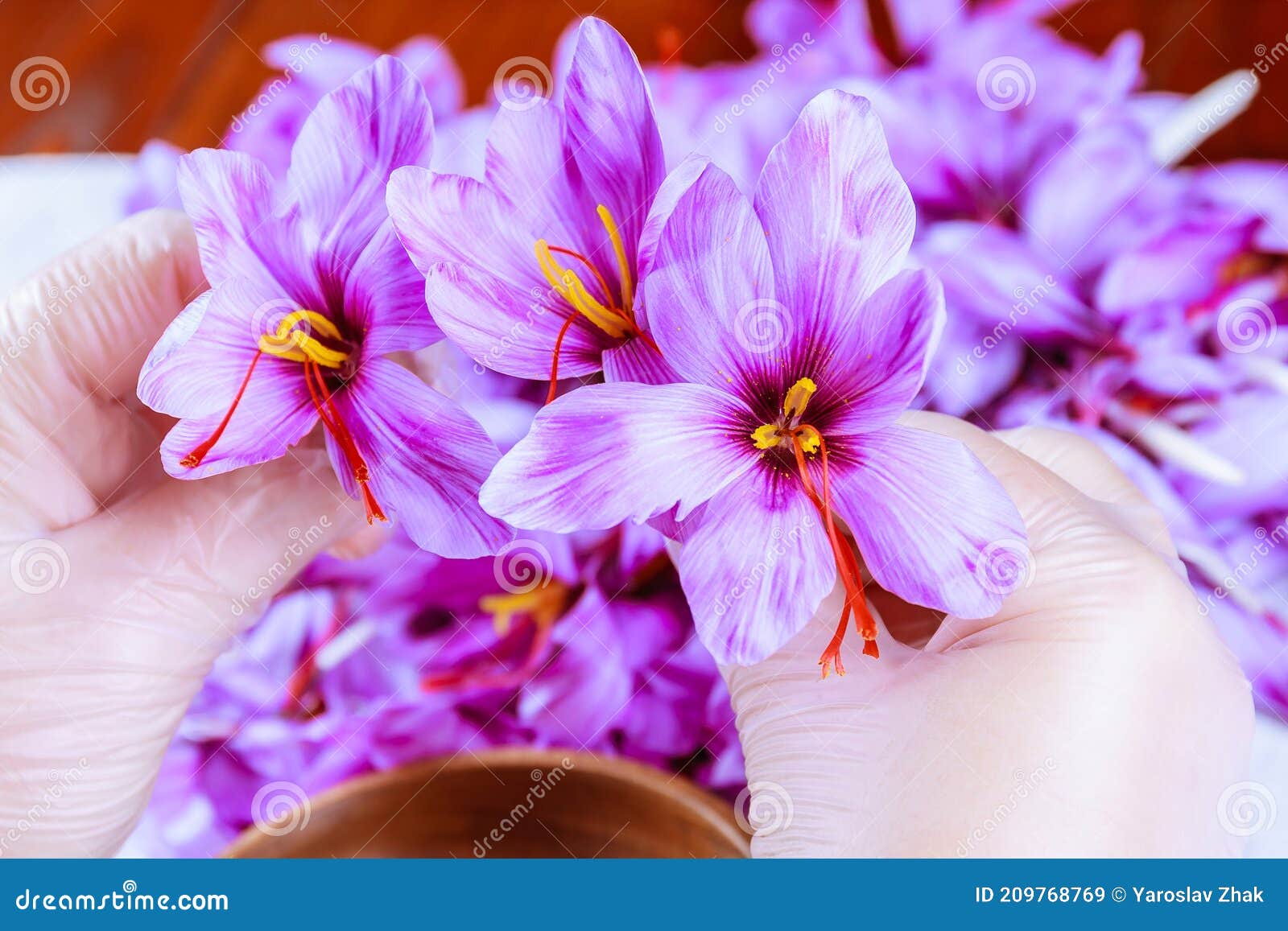 Harvest Flowers of Saffron. Autumn Crocus Flowers. Spice Stock Image