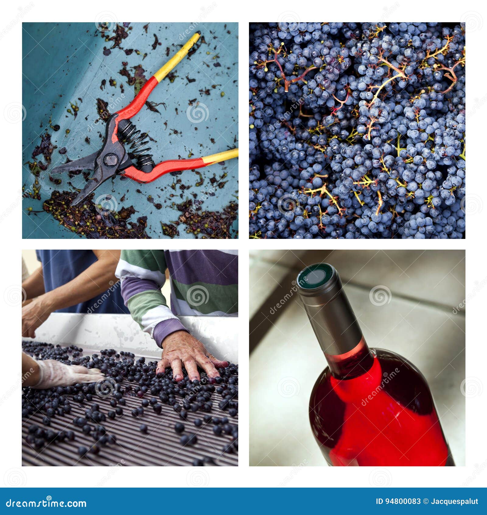 Harvest in a French winery stock image. Image of oenology 94800083
