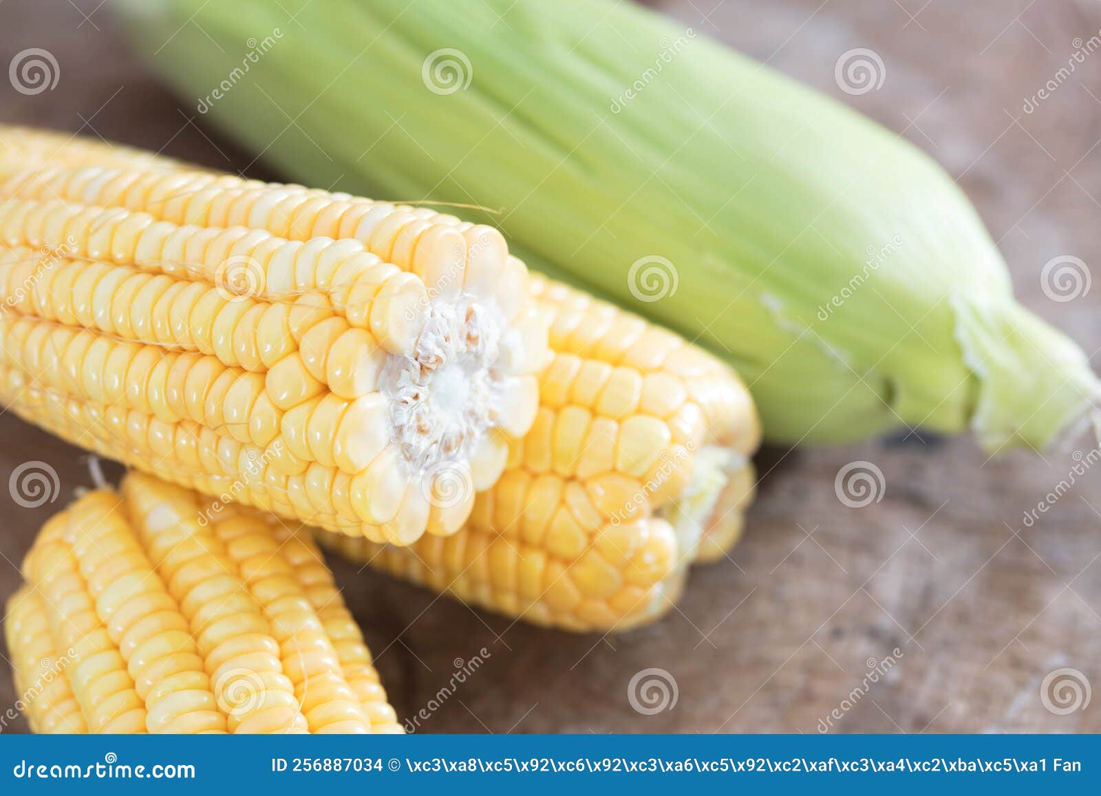 Harvest Fresh Tender Corn on the Cob Stock Photo Image of fullness