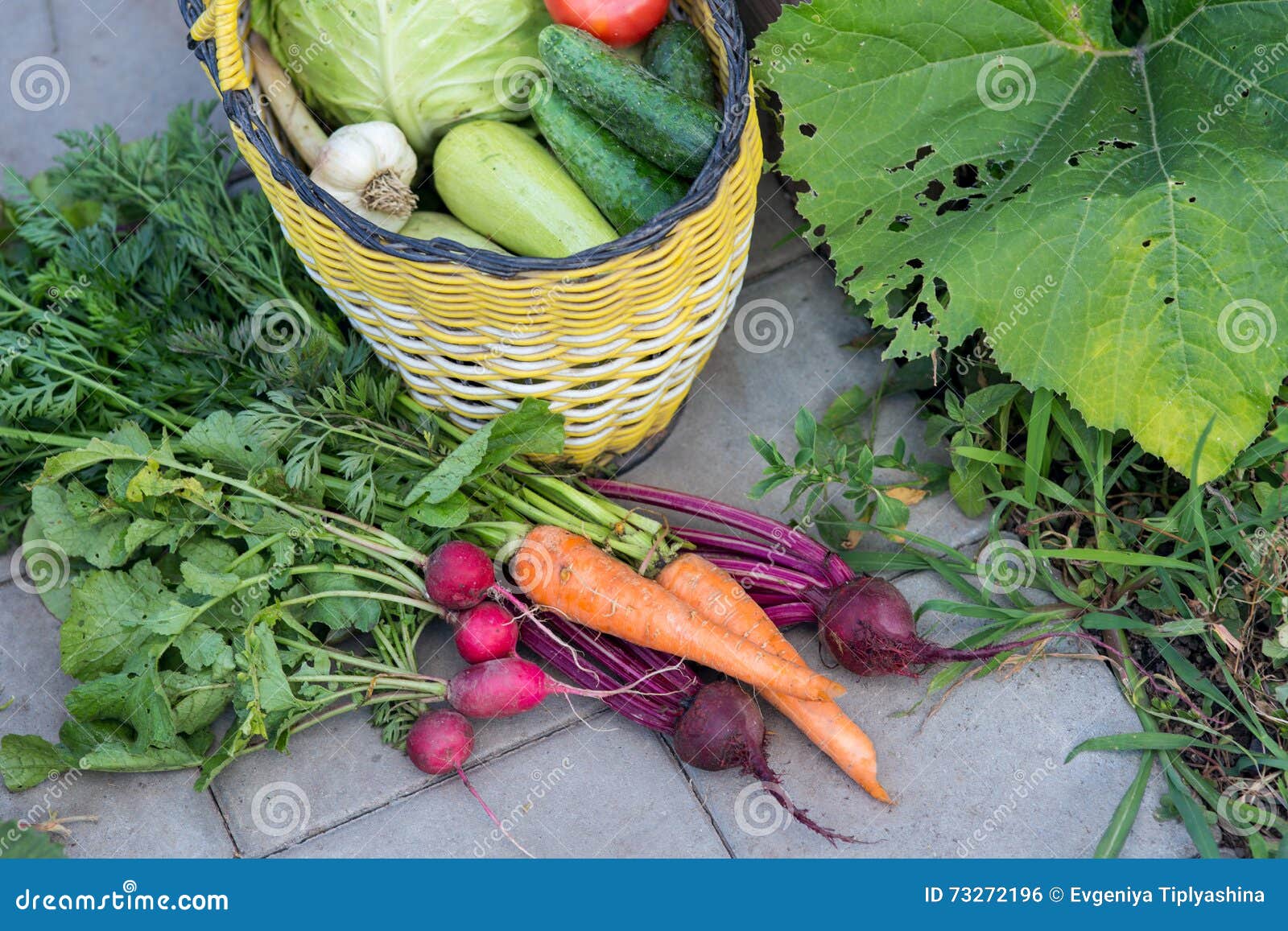 Harvest of Fresh Vegetables Stock Photo Image of spring, ingredient