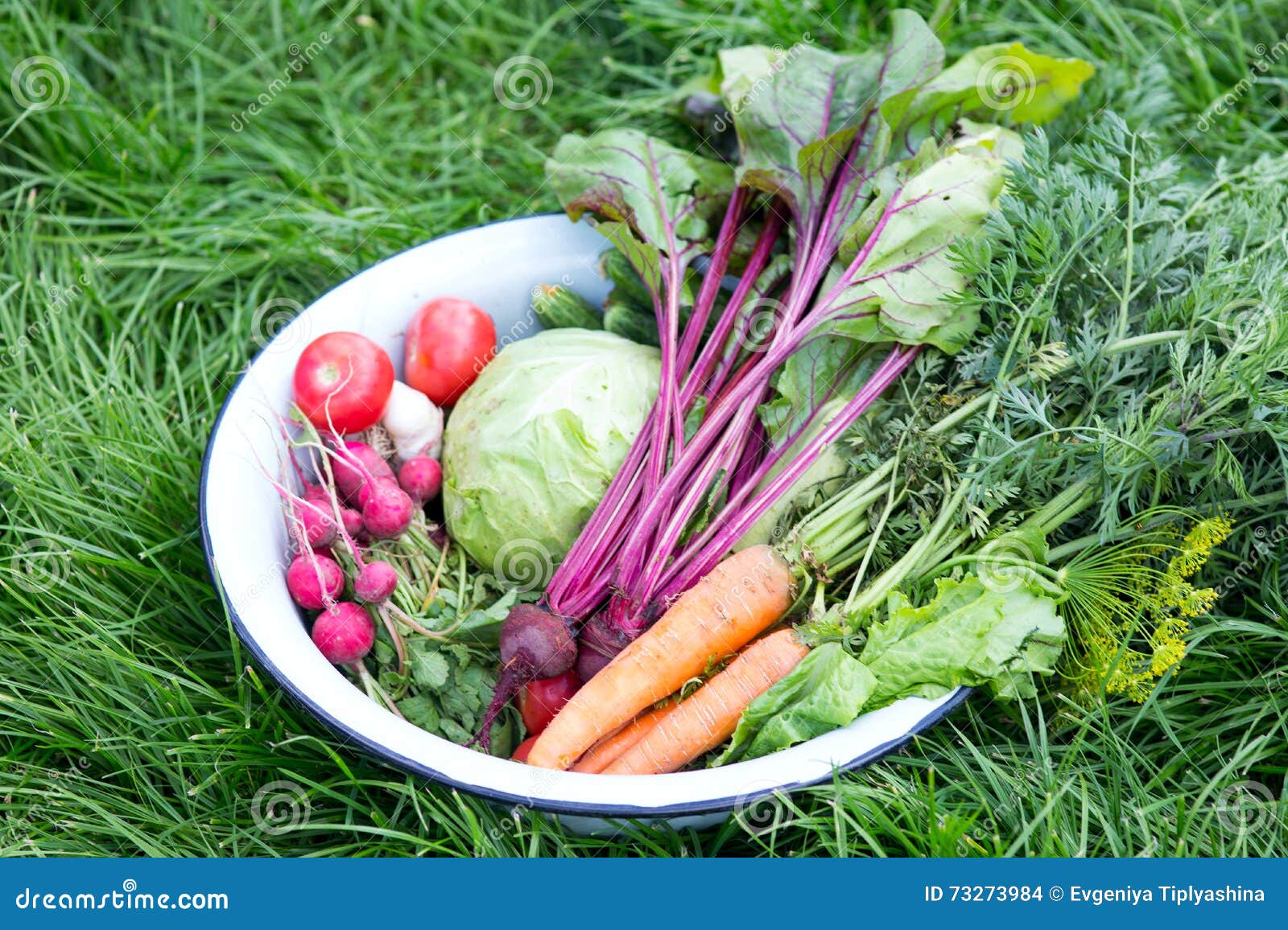 Harvest of Fresh Vegetables Stock Photo Image of healthy, radish